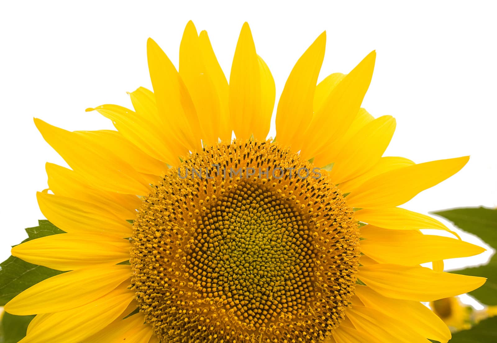 	Sunflowers on the white background