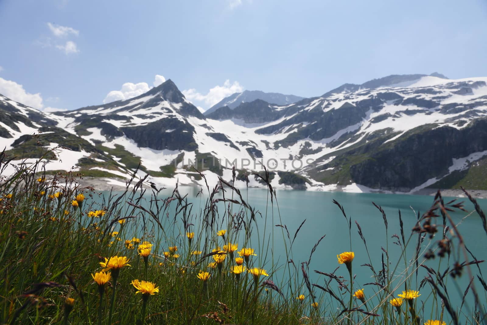 Austria Grimming 12-07-2013 Field of yellow flowers with the panorama of the mountains