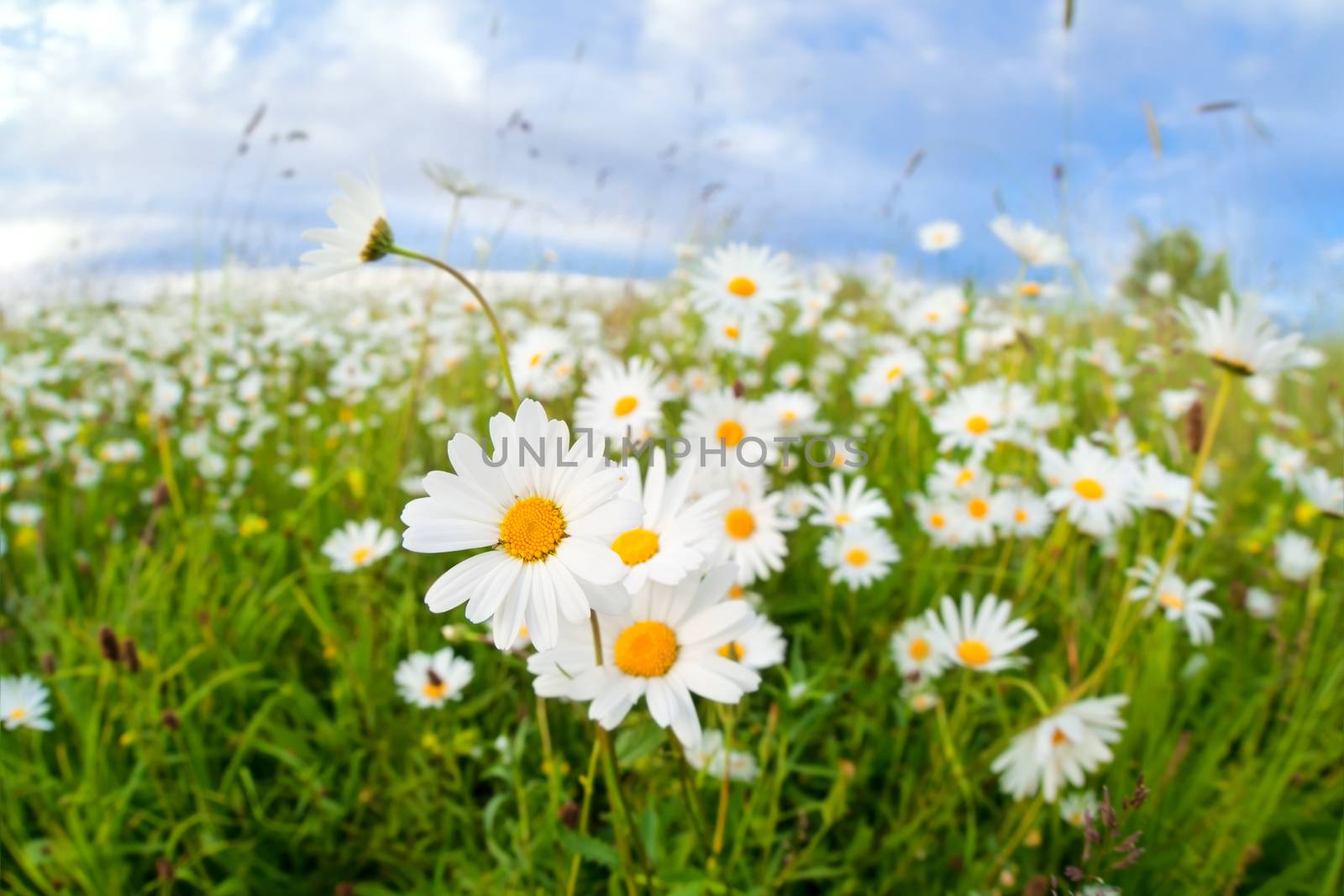 chamomile flowers on summer meadow by catolla