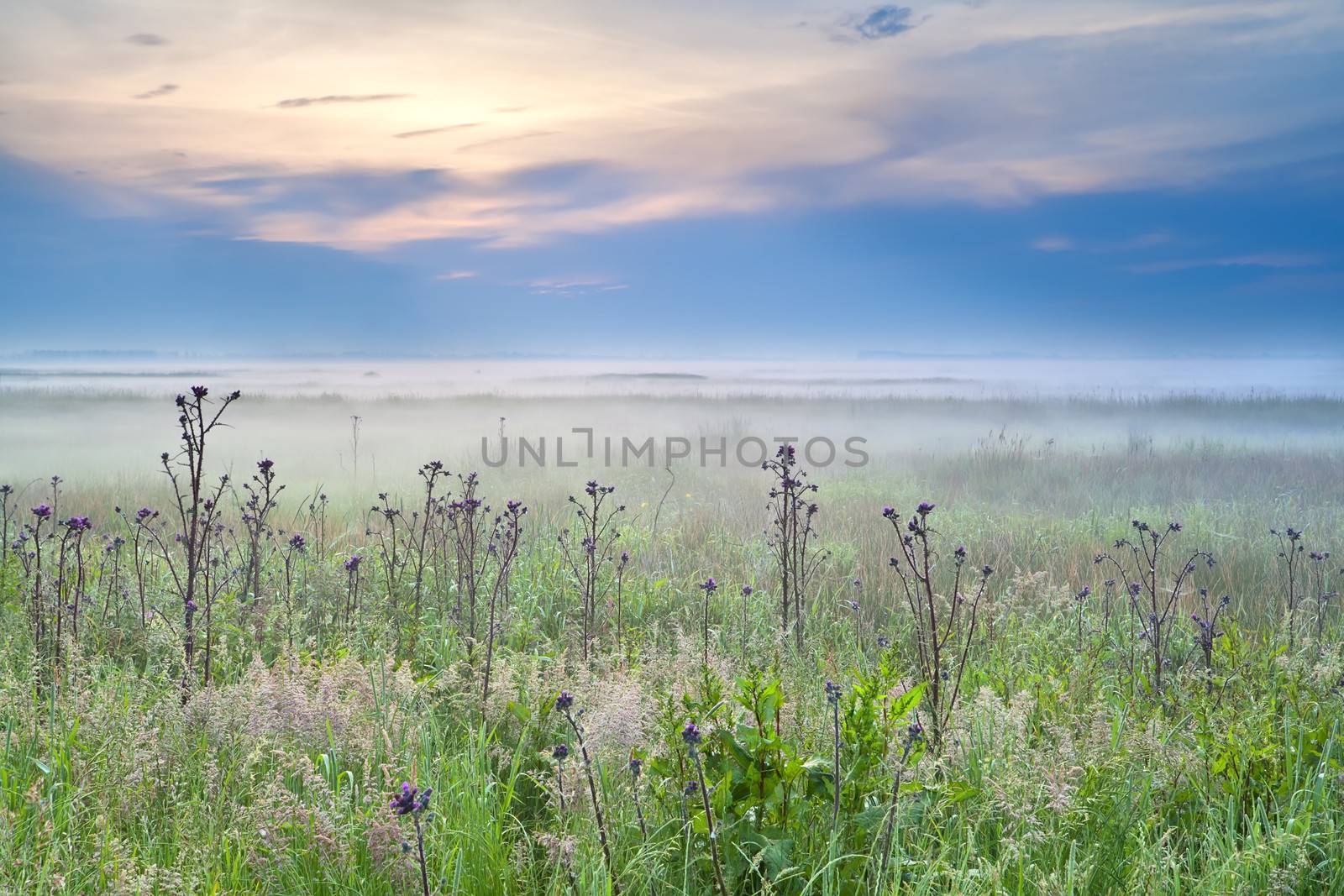 wildflowers on meadow at misty sunrise by catolla