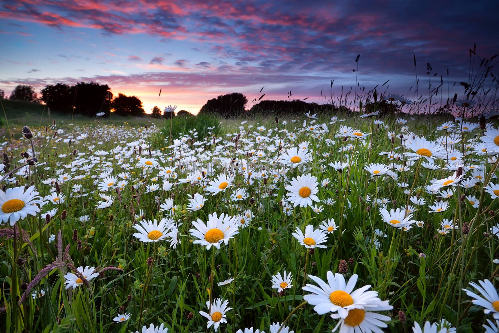 many daisy flowers on summer meadow at sunset