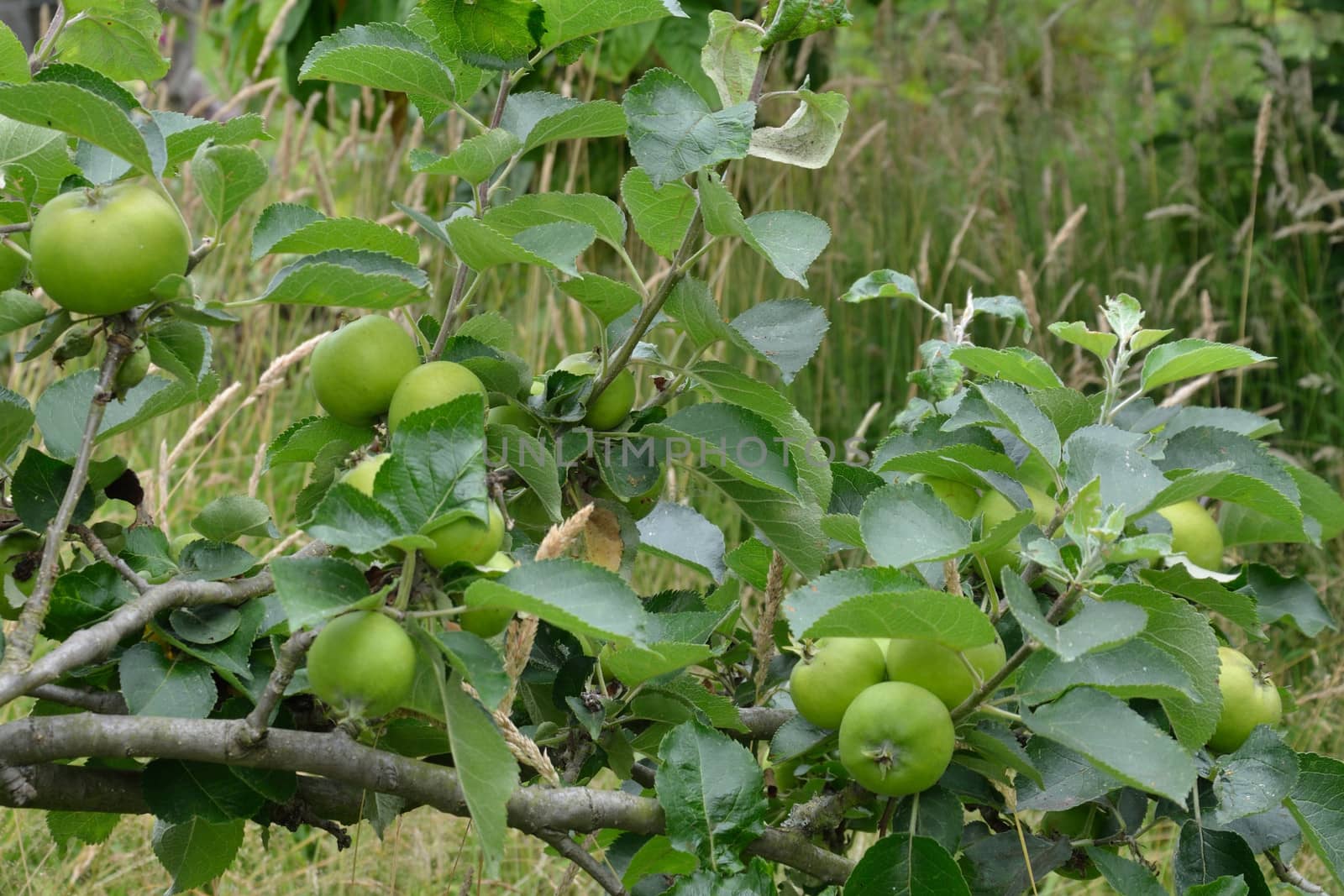 Branch of small apples growing