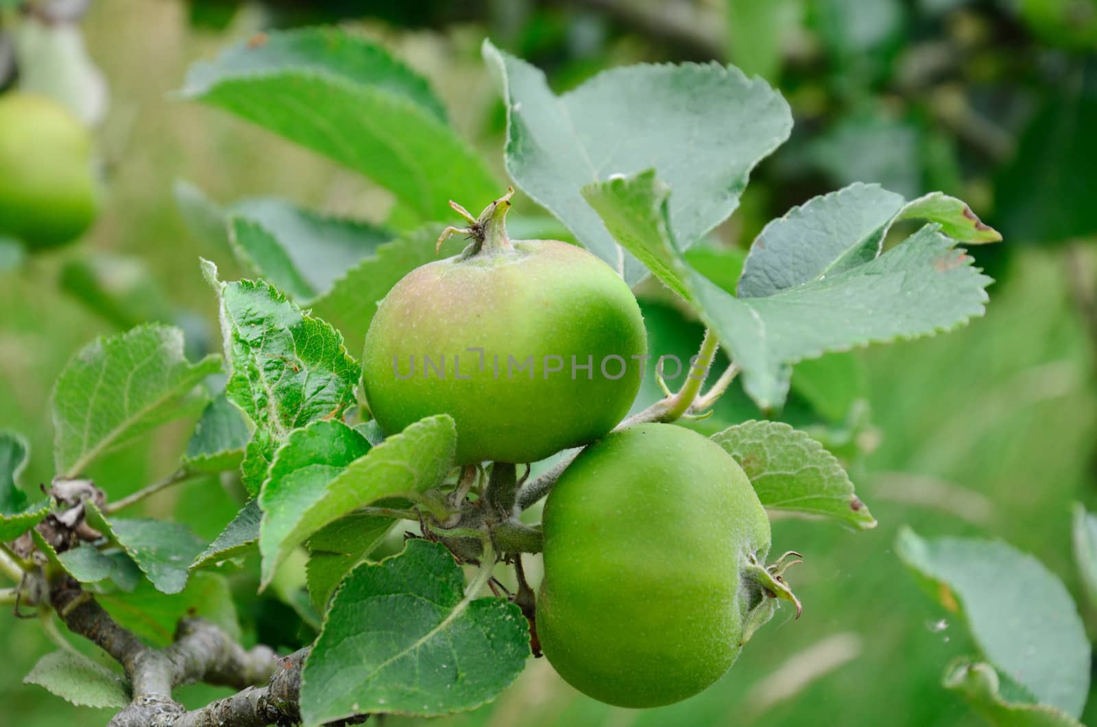 Two Growing apples on tree