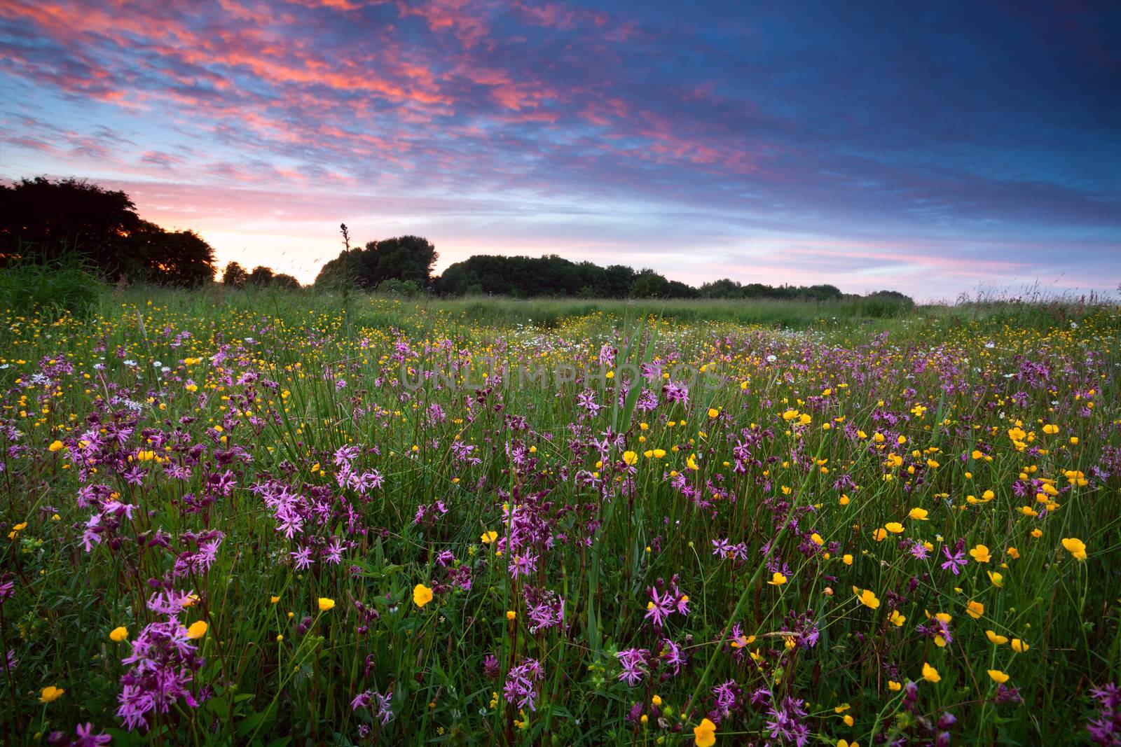 pink wildflowers at sunset by catolla