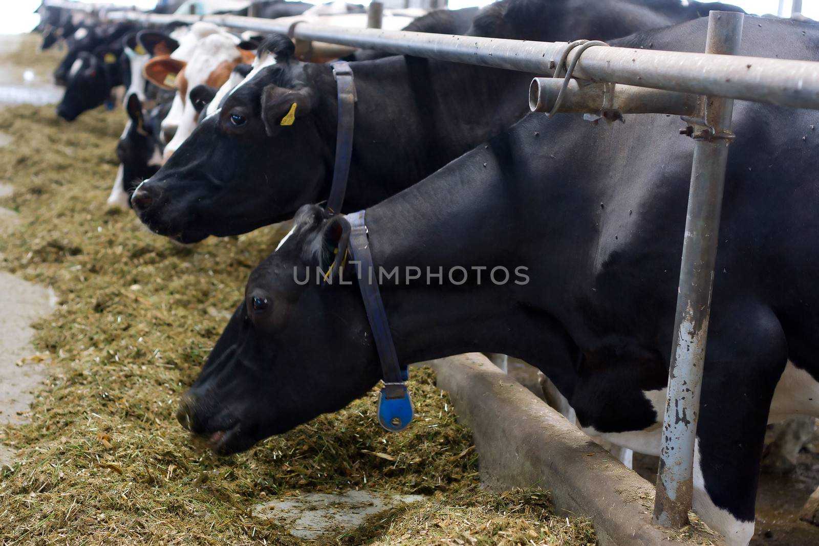 milch cows during milking at barn stall in farm by victosha