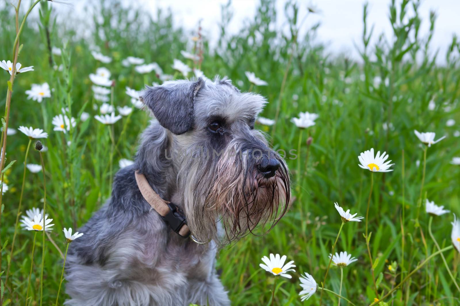 zwergschnauzer dig and daisy field in summer 