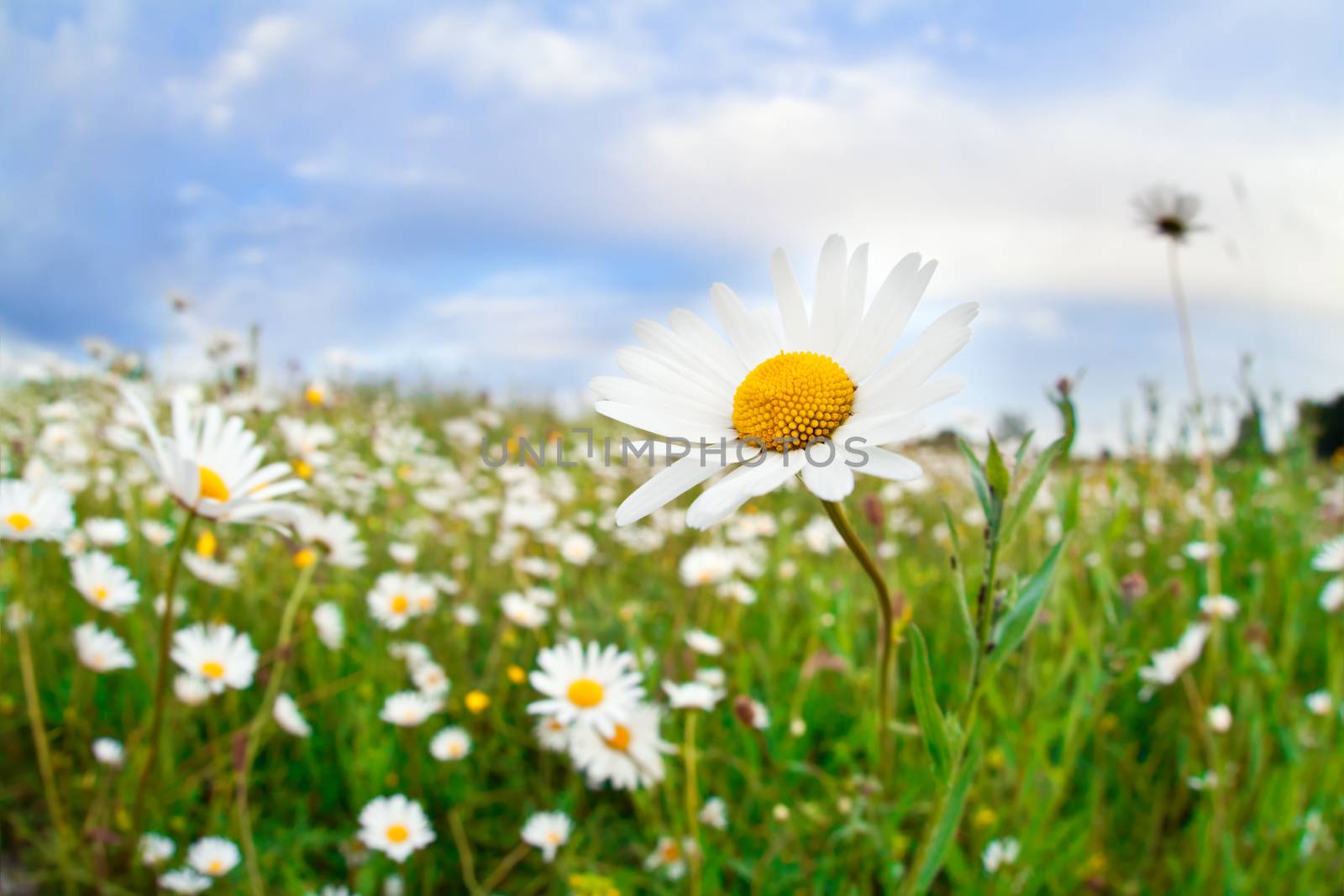 daisy flowers on summer meadow by catolla