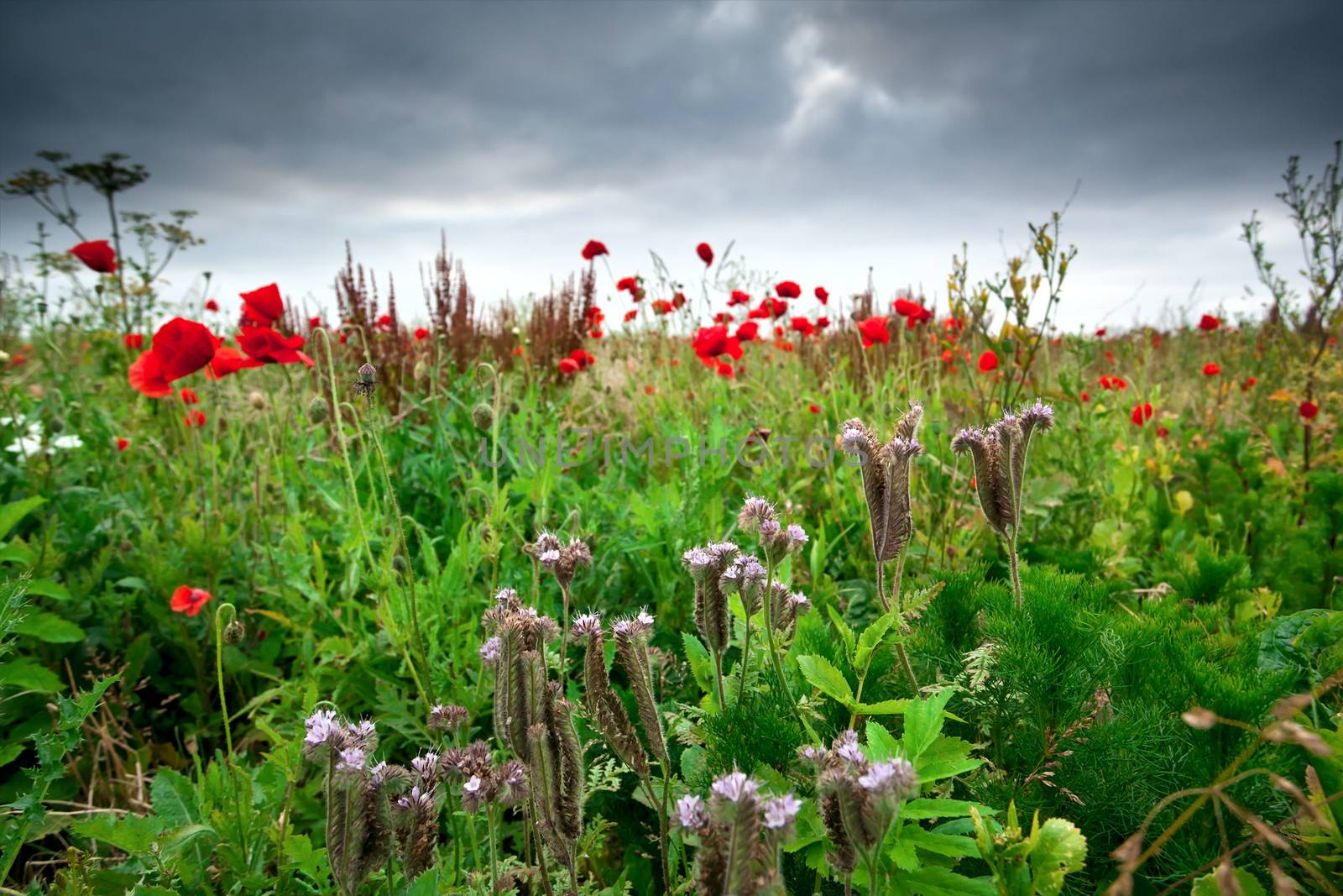 wildflowers on summer meadow in clouded weather