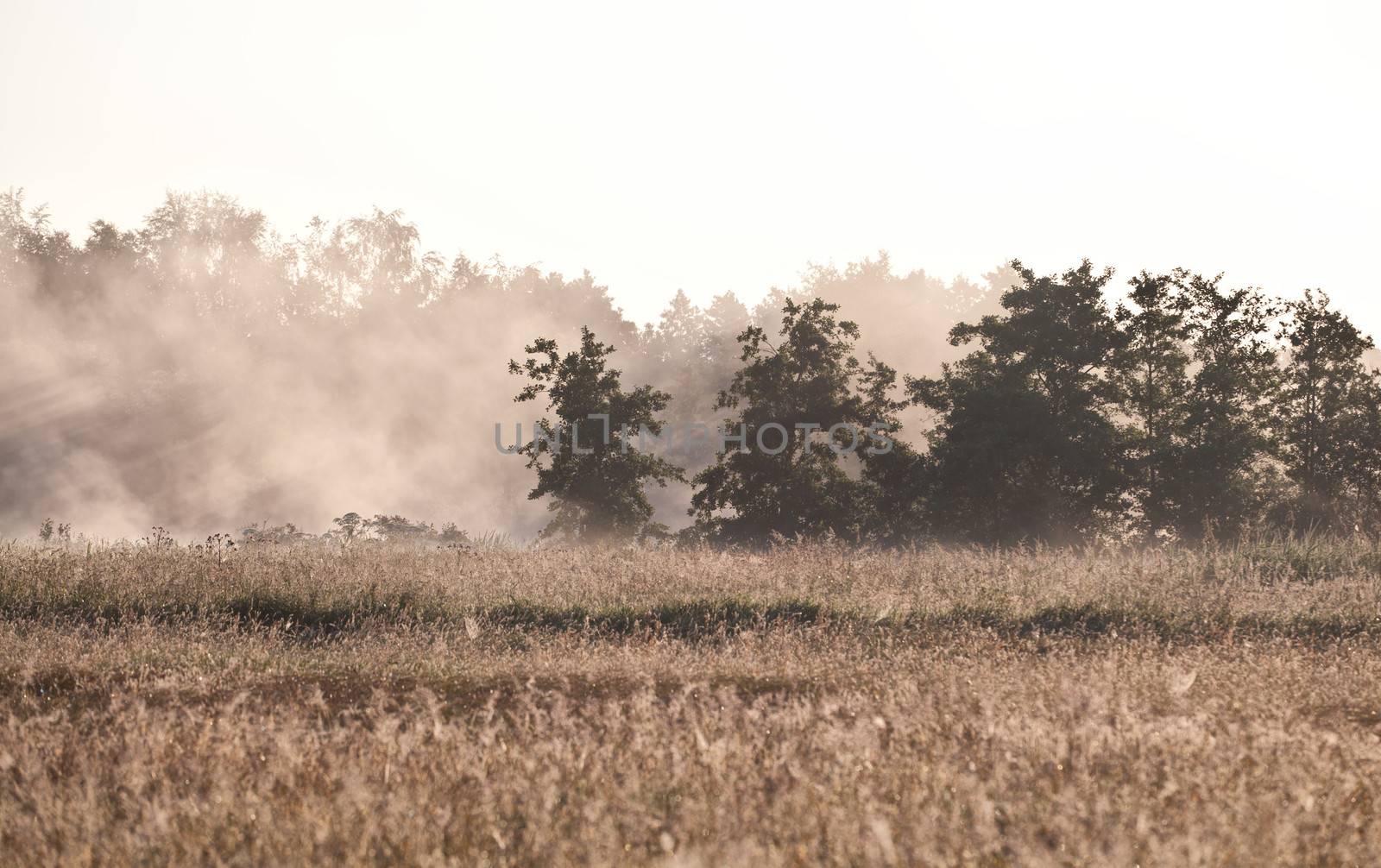 morning fog over summer meadow