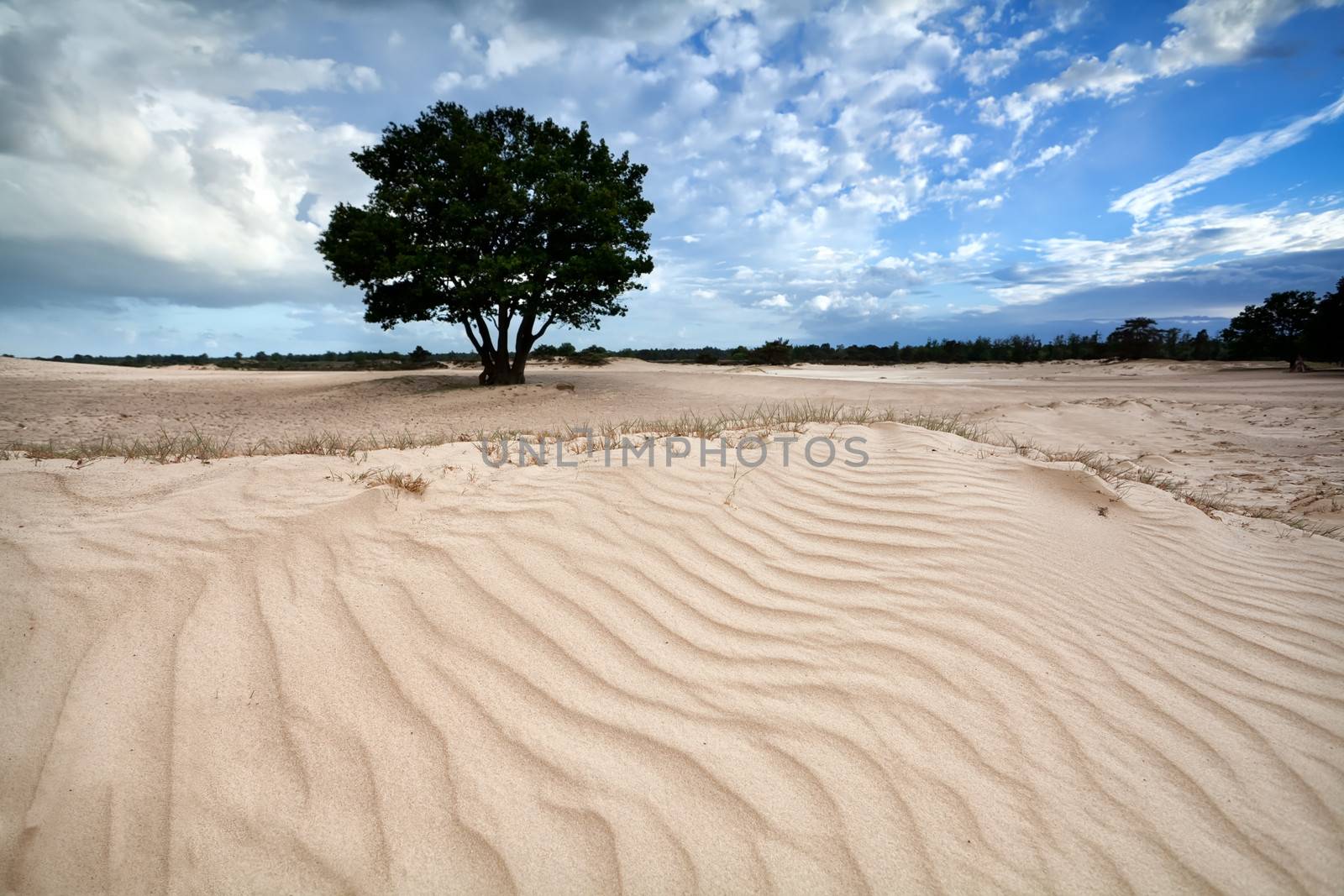 sand texture on dune and blue sky