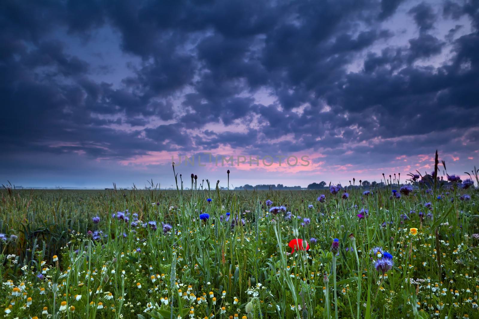 summer sunrise over field with wildflowers, Groningen, Netherlands