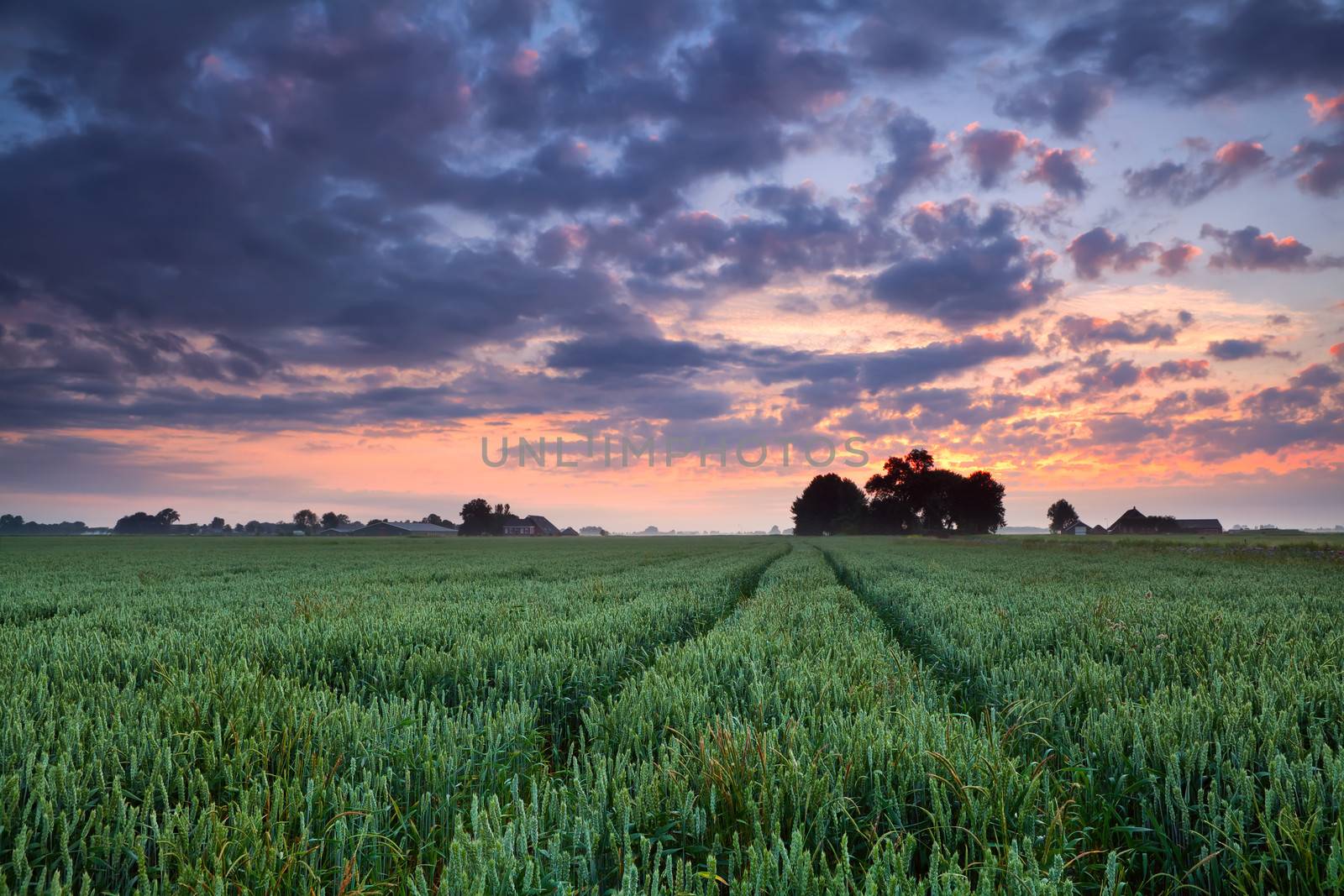 warm sunrise over wheat field, Groningen, Netherlands