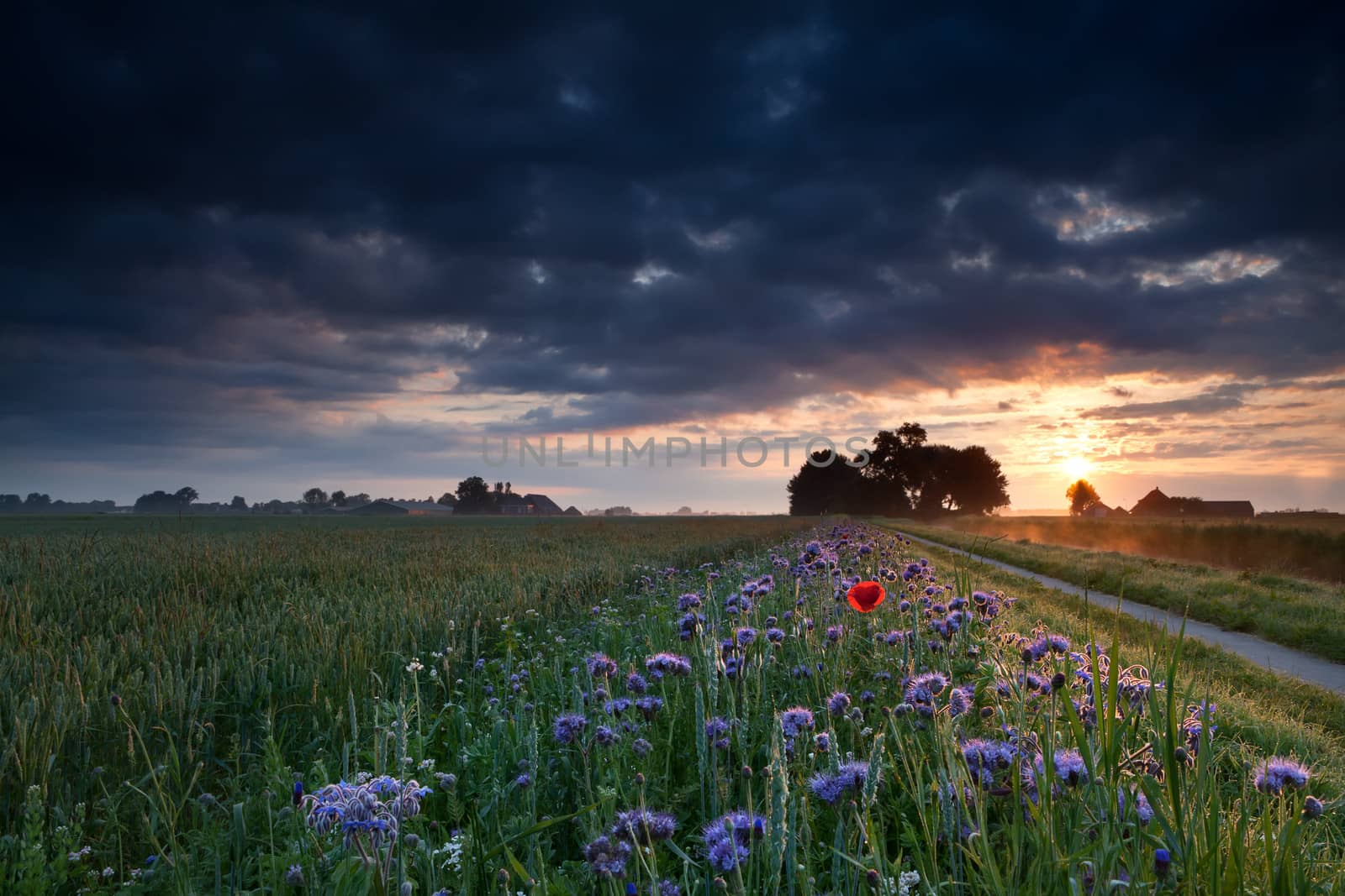 warm summer sunrise over flower meadows, Groningen, Netherlands