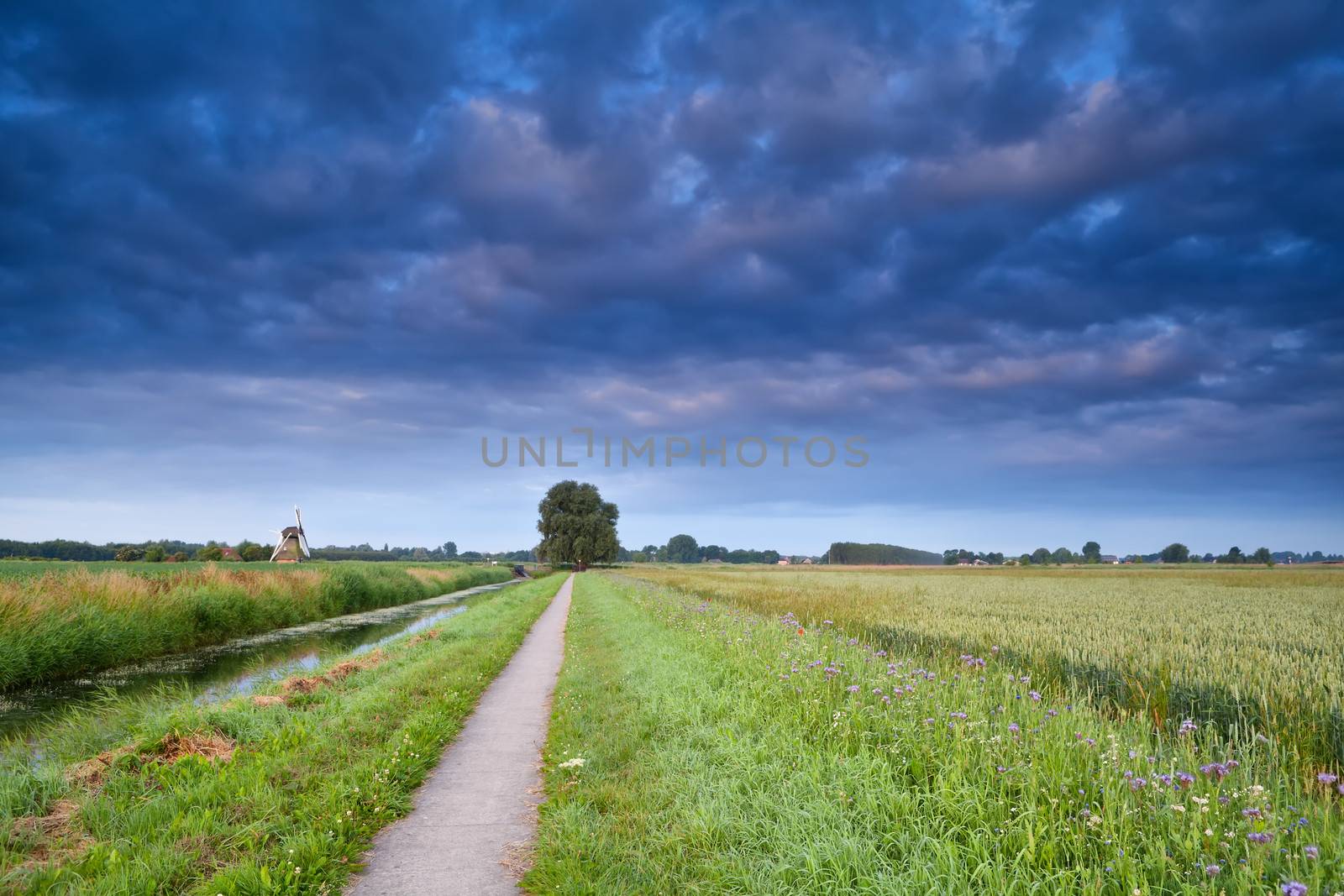 road for bicycles in Dutch farmland with windmill and wheat field