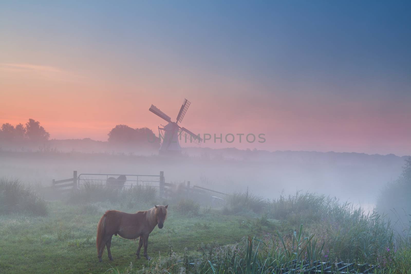 pony in fog on pasture and windmill, summer sunrise , Groningen, Netherlands