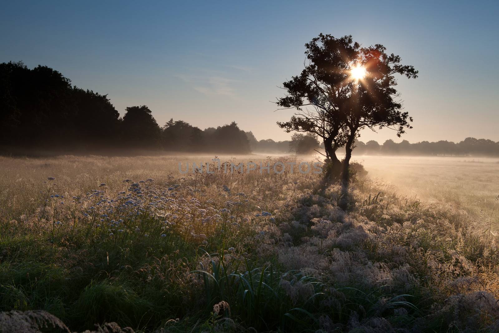 star sunbeams through tree silhouette in misty morning