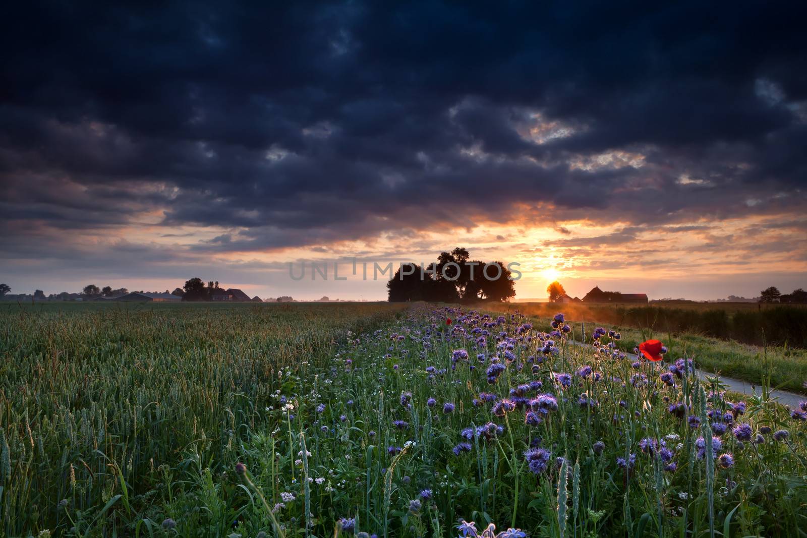 warm summer sunrise over flowering meadow and wheat field