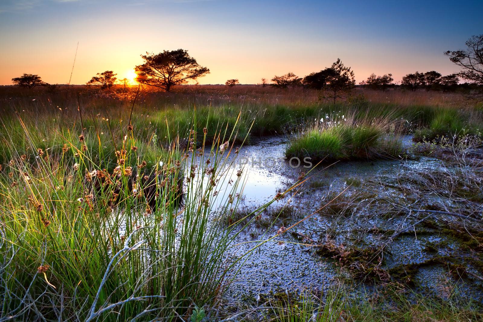summer sunset over swamp in Focheloerveen, Drenthe, Netherlands