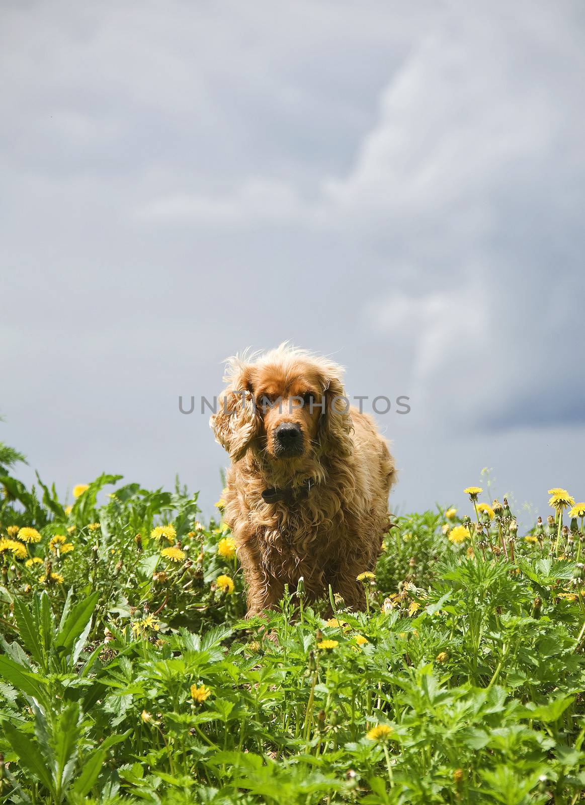 dog on the field with yellow flowers