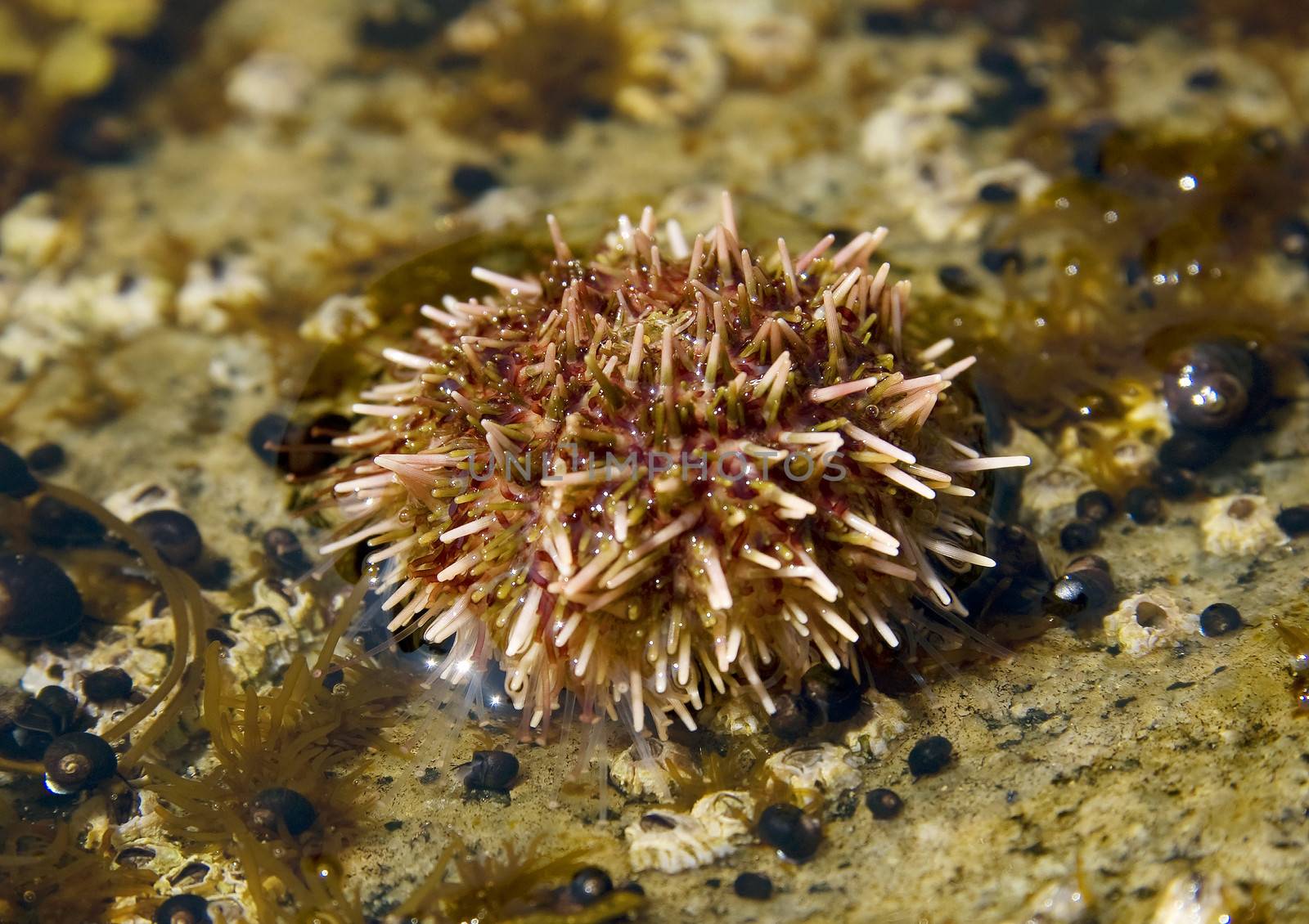 sea urchins by gontar
