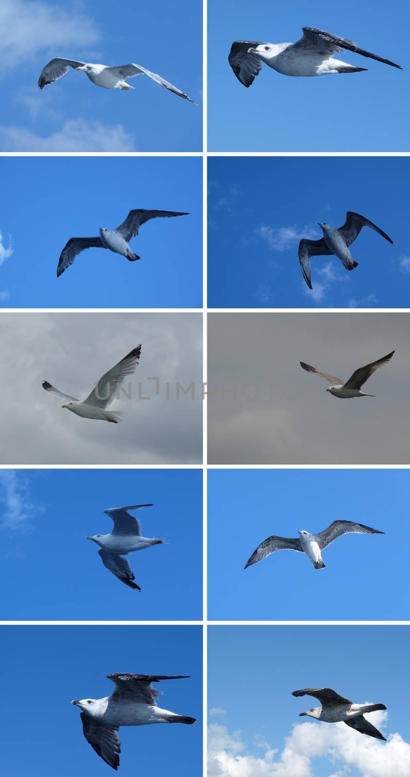 created a collage of gulls