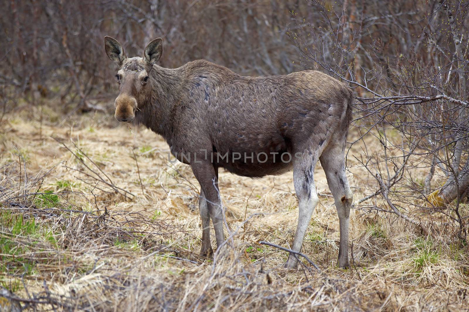 Wild Moose by kjorgen