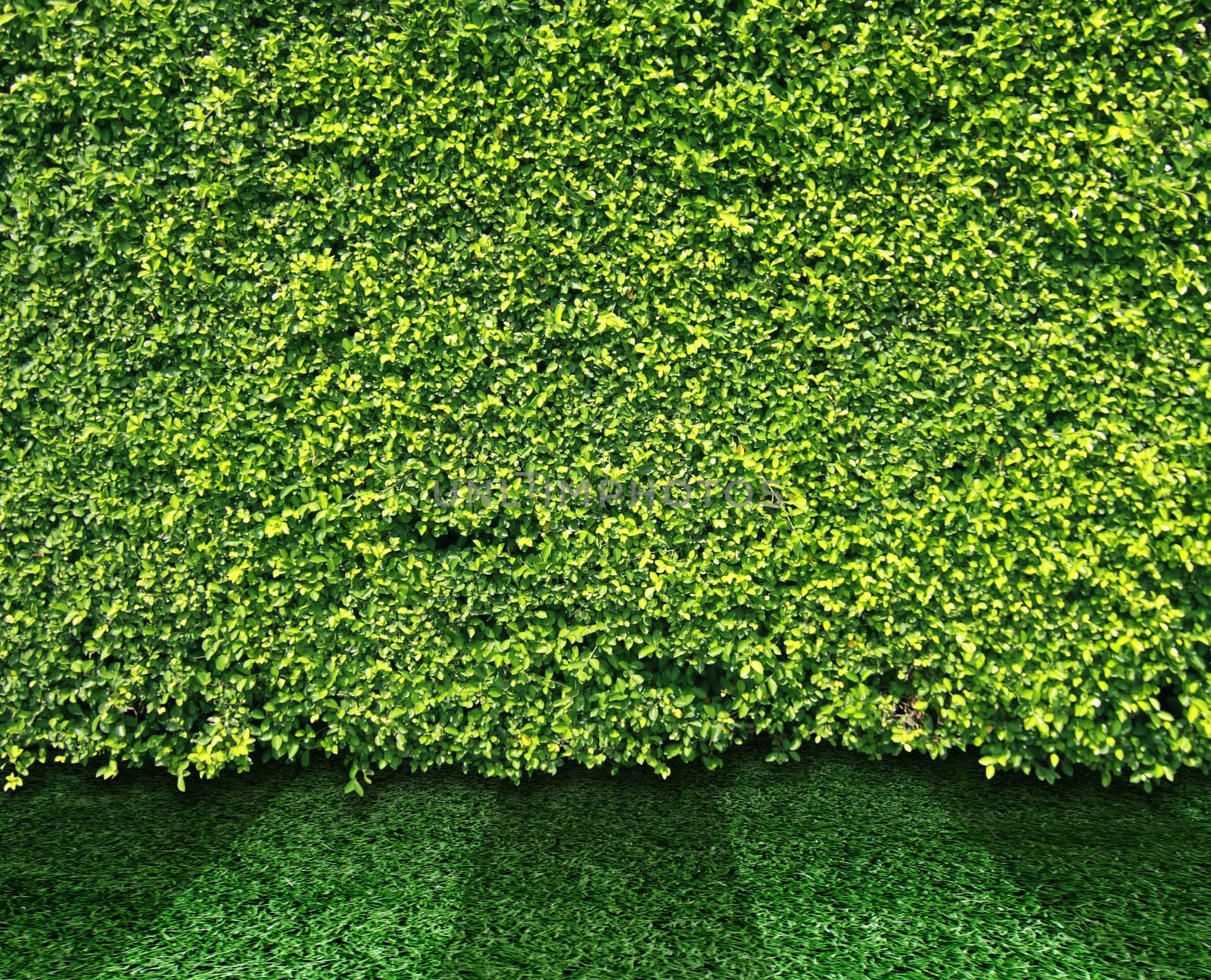 Green leaves wall and grass for background