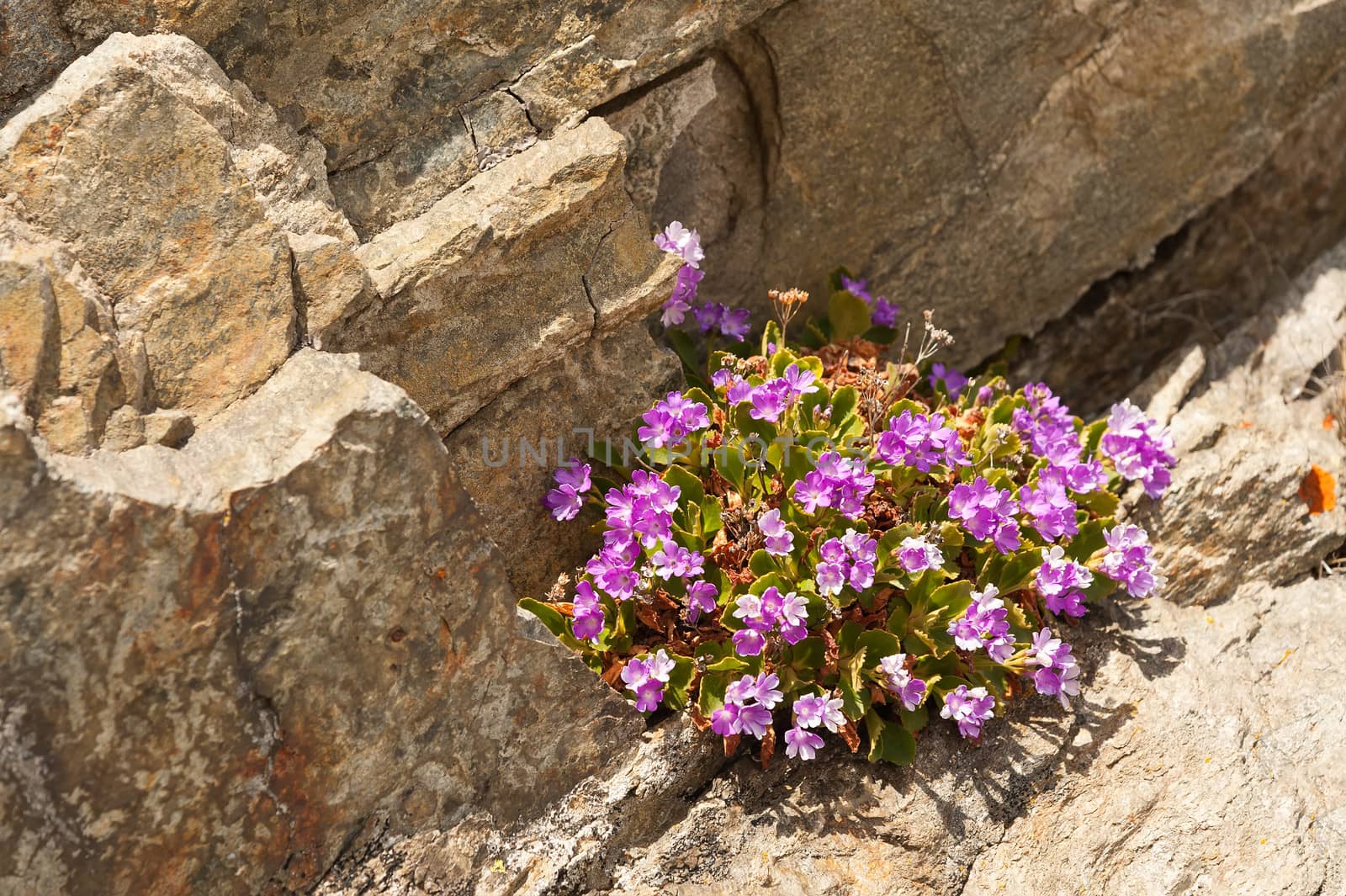 Alpine flowers on a stone background by Coffeechocolates
