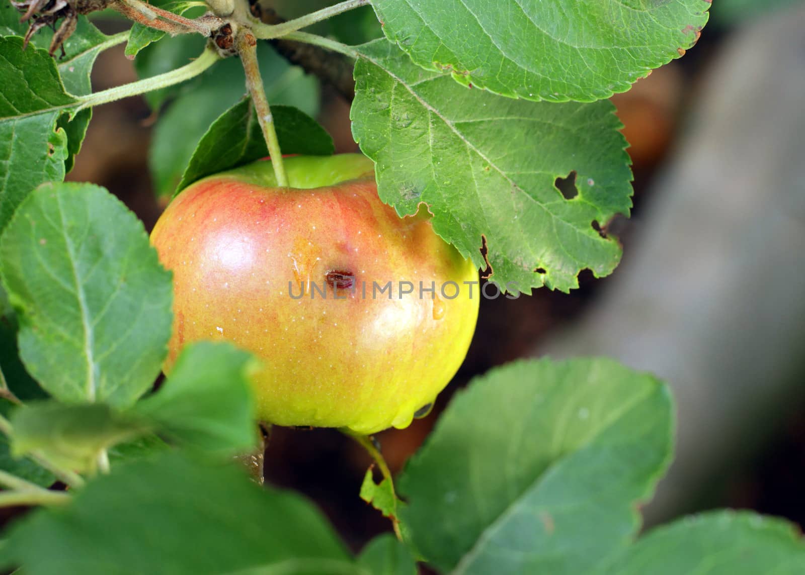 Eco apple growing on tree in summer