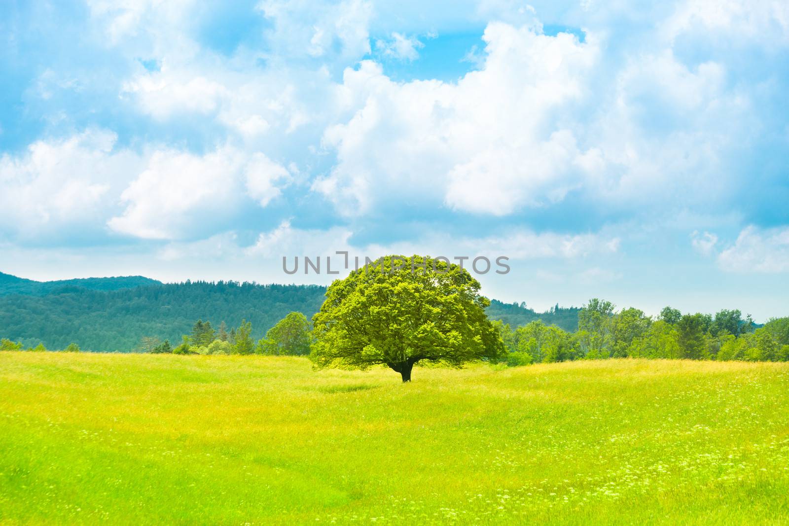 Green planet - Earth; green summer landscape scenic view.