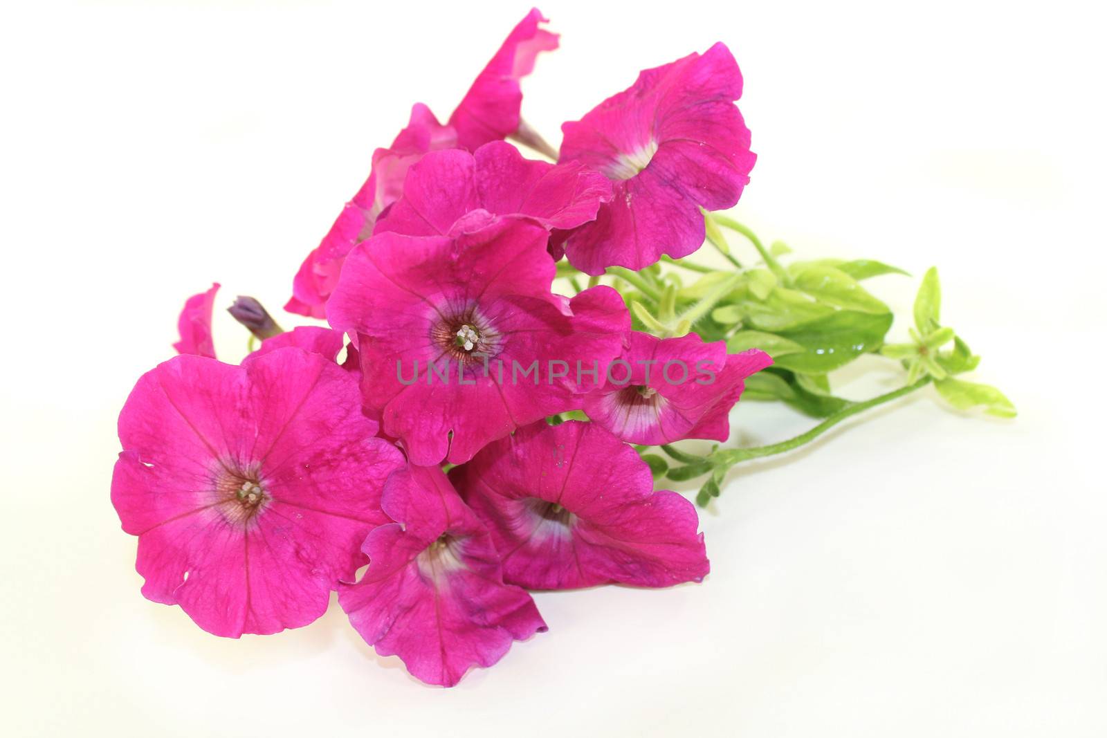 Petunia flowers and leaves against a white background