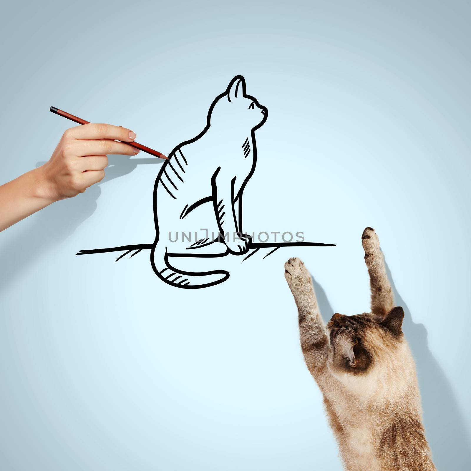 Image of siamese cat catching drawn cat