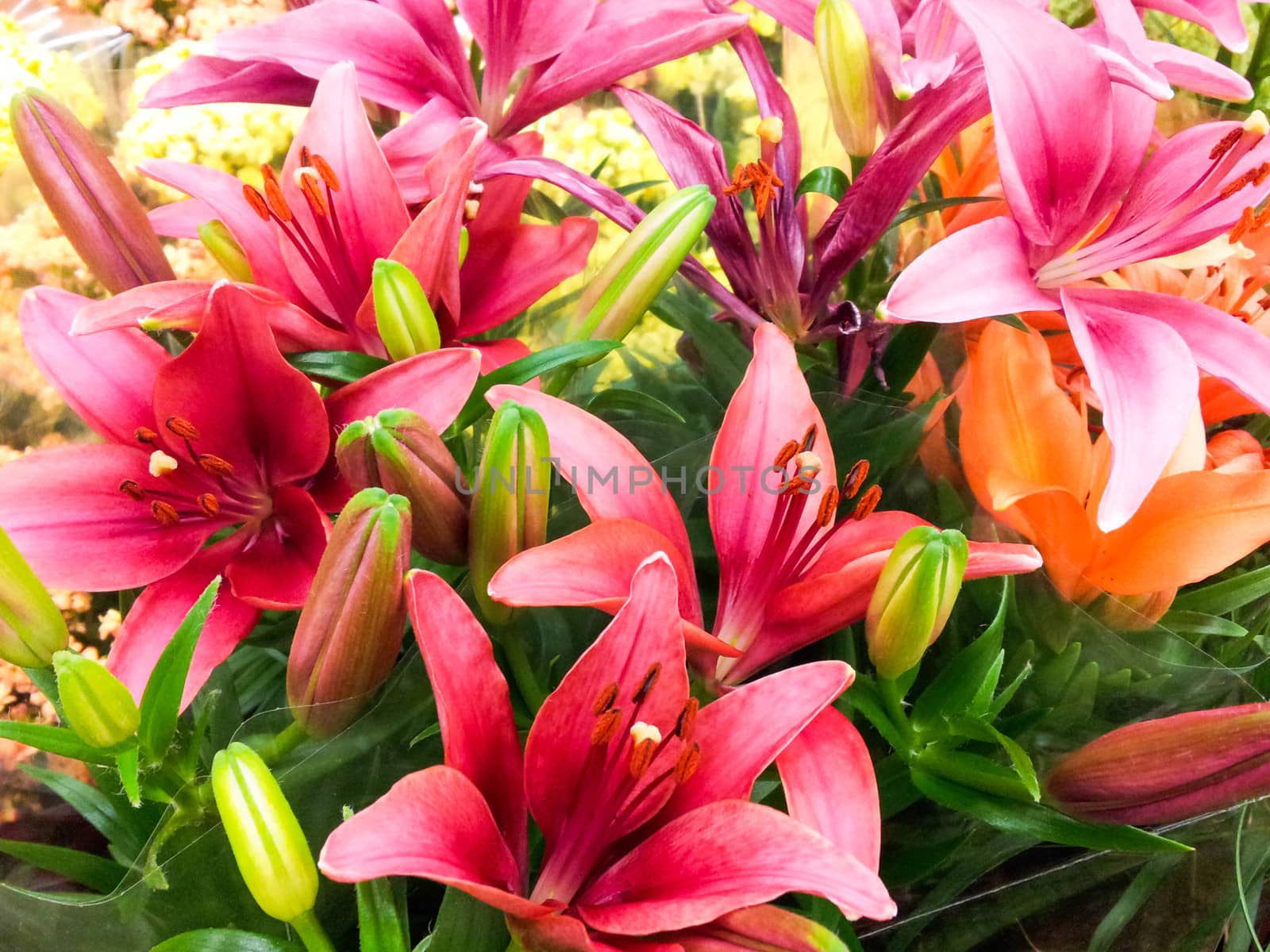 Bouquet of beautiful lilies with buds and green leaves