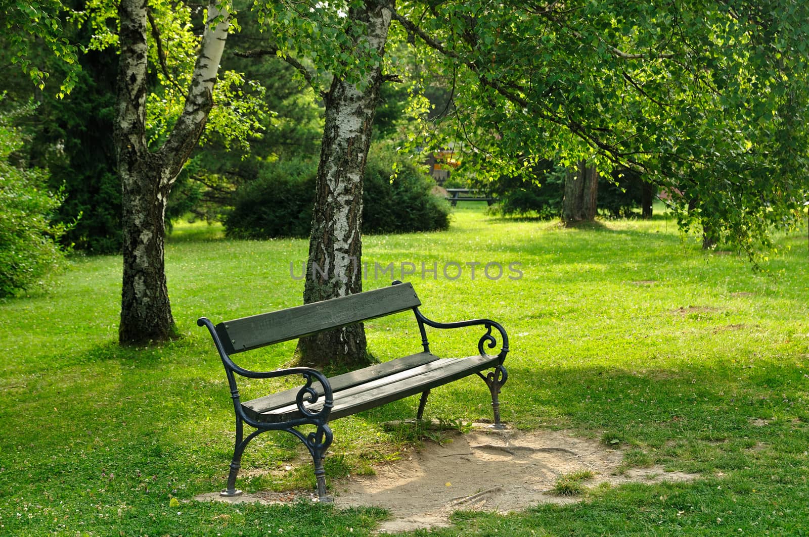 Wooden bench and birch in spring green park