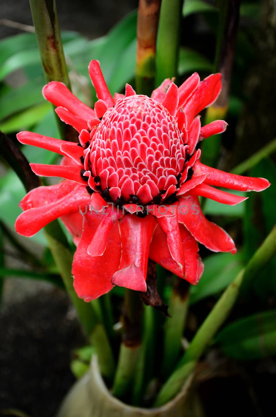 Etlingera elatior, Torch Lily flower in garden by pixbox77