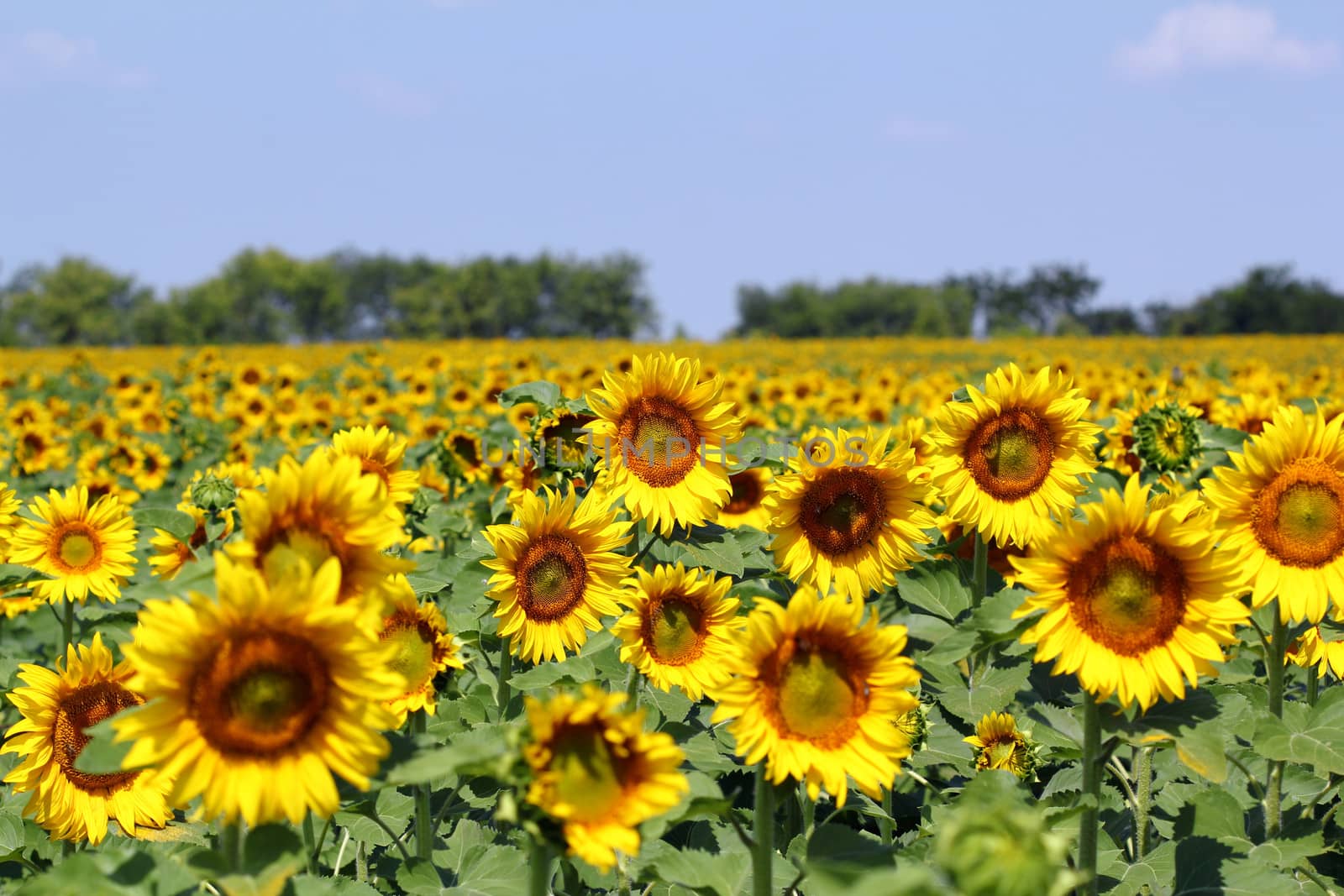 bright sunflower field summer landscape