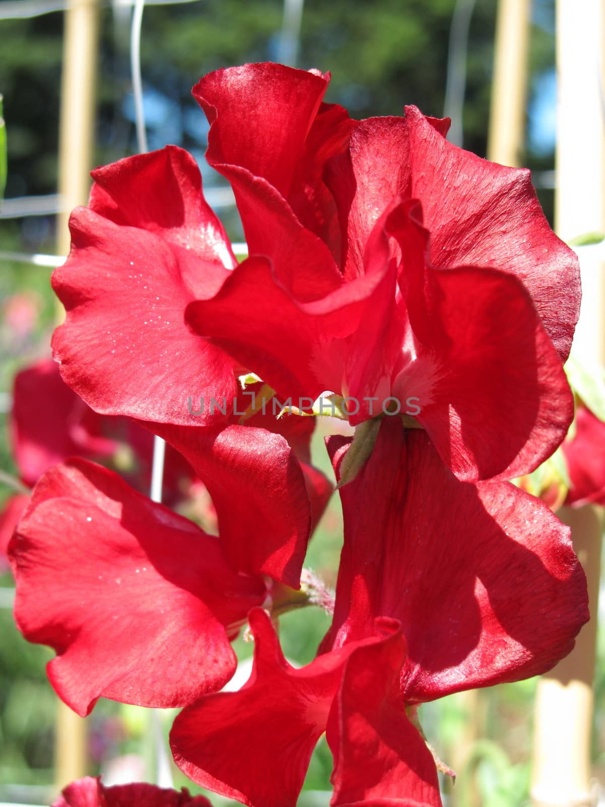 Sweet pea flowers