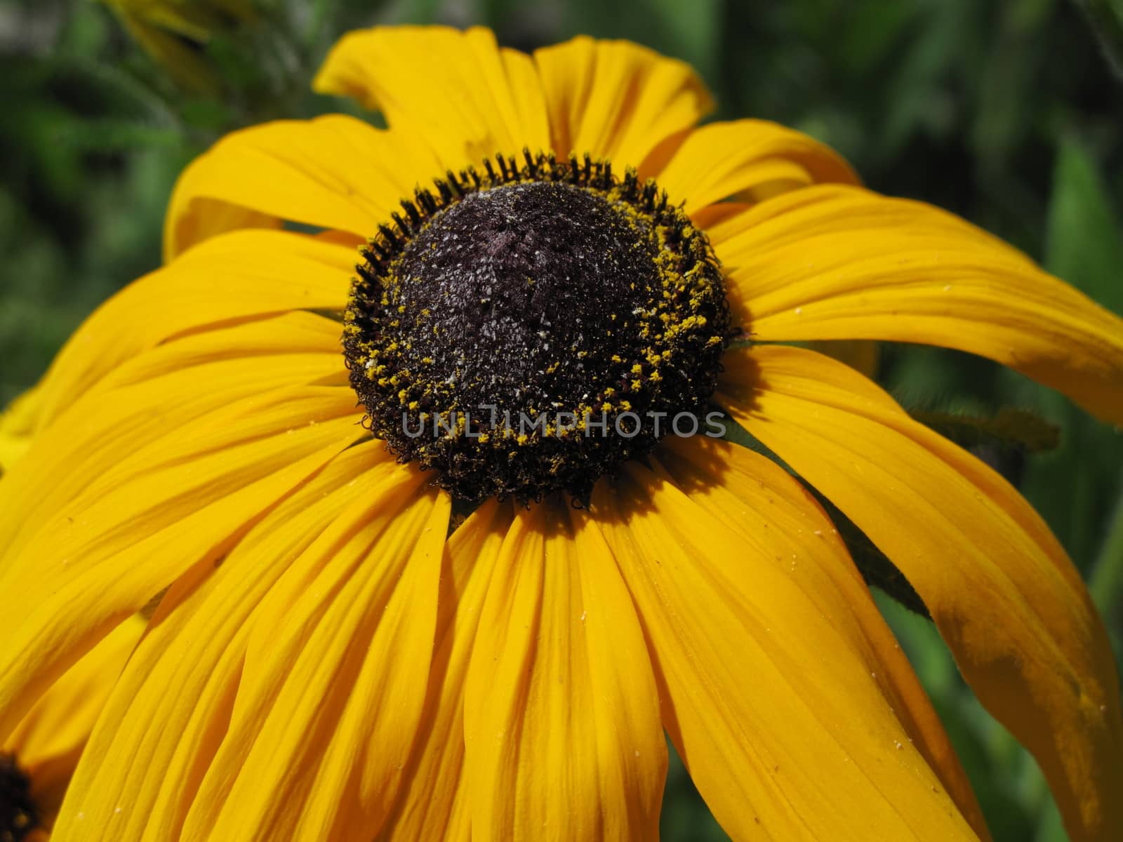 rudbeckia