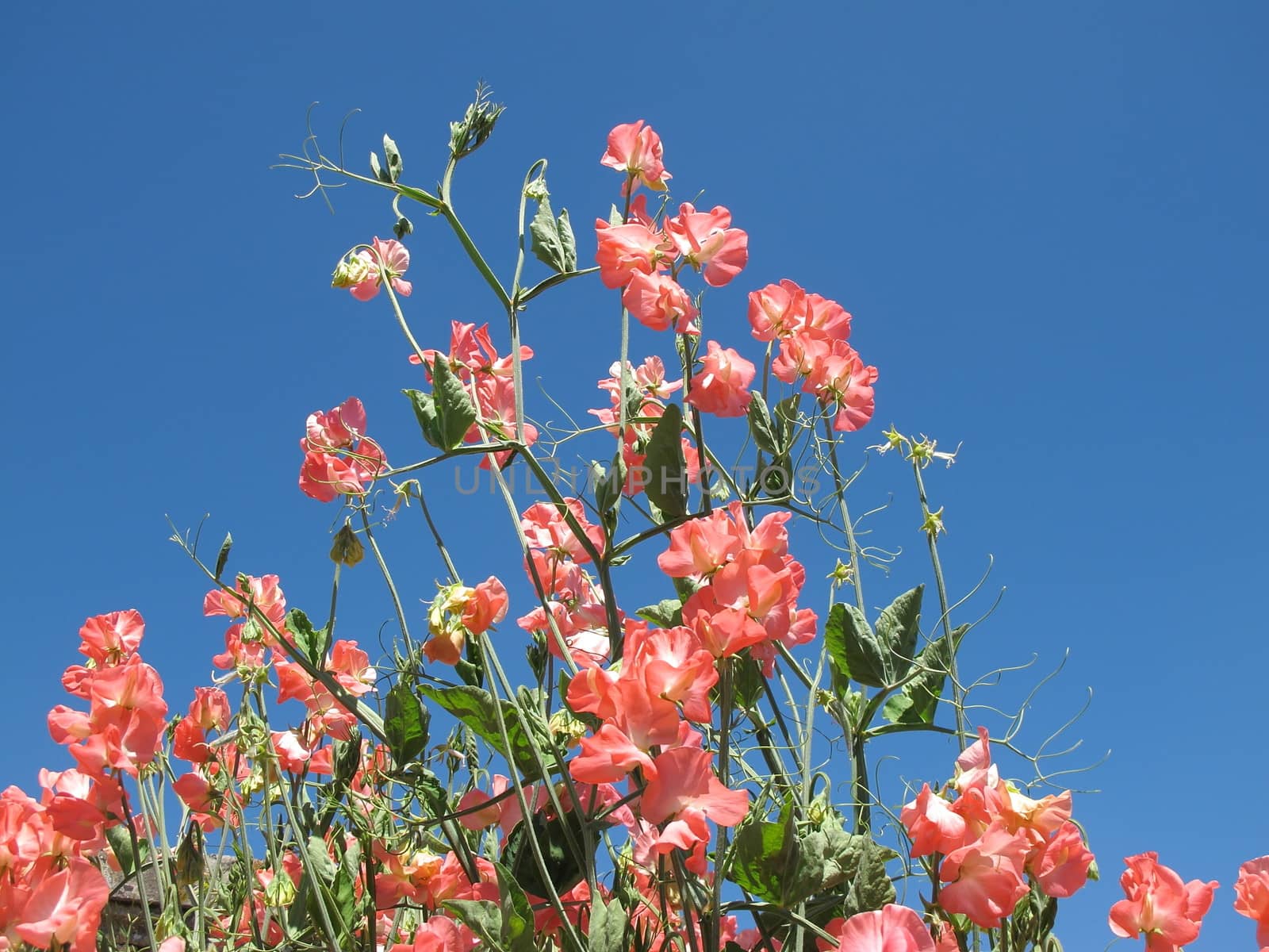 Sweet pea flowers