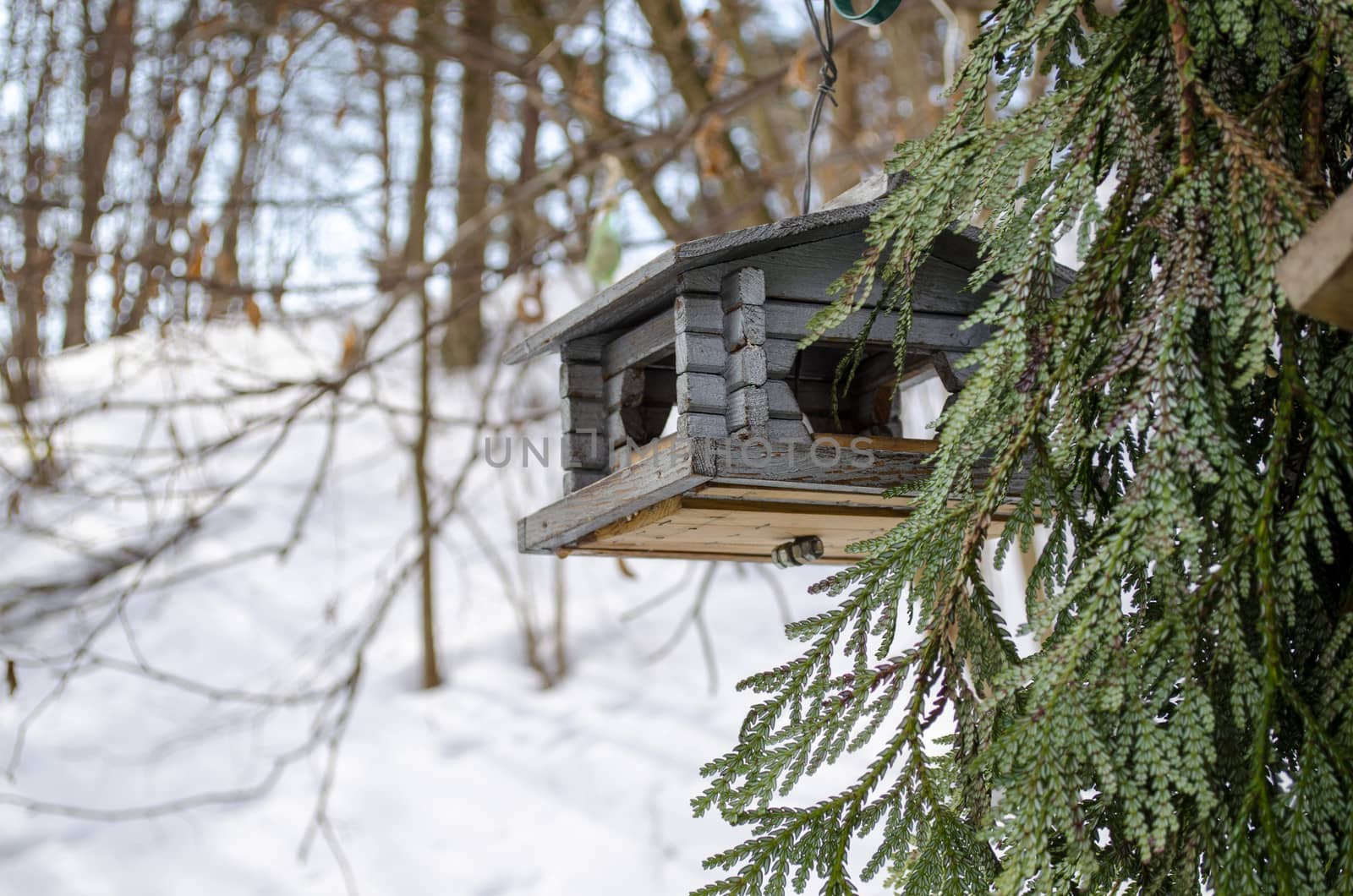 bird feeder nailed small logs with holes in winter by sauletas