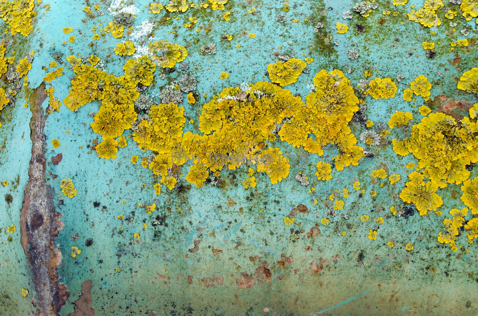 background of green iron rusty wall peeled paint and yellow moss lichen grow on it.