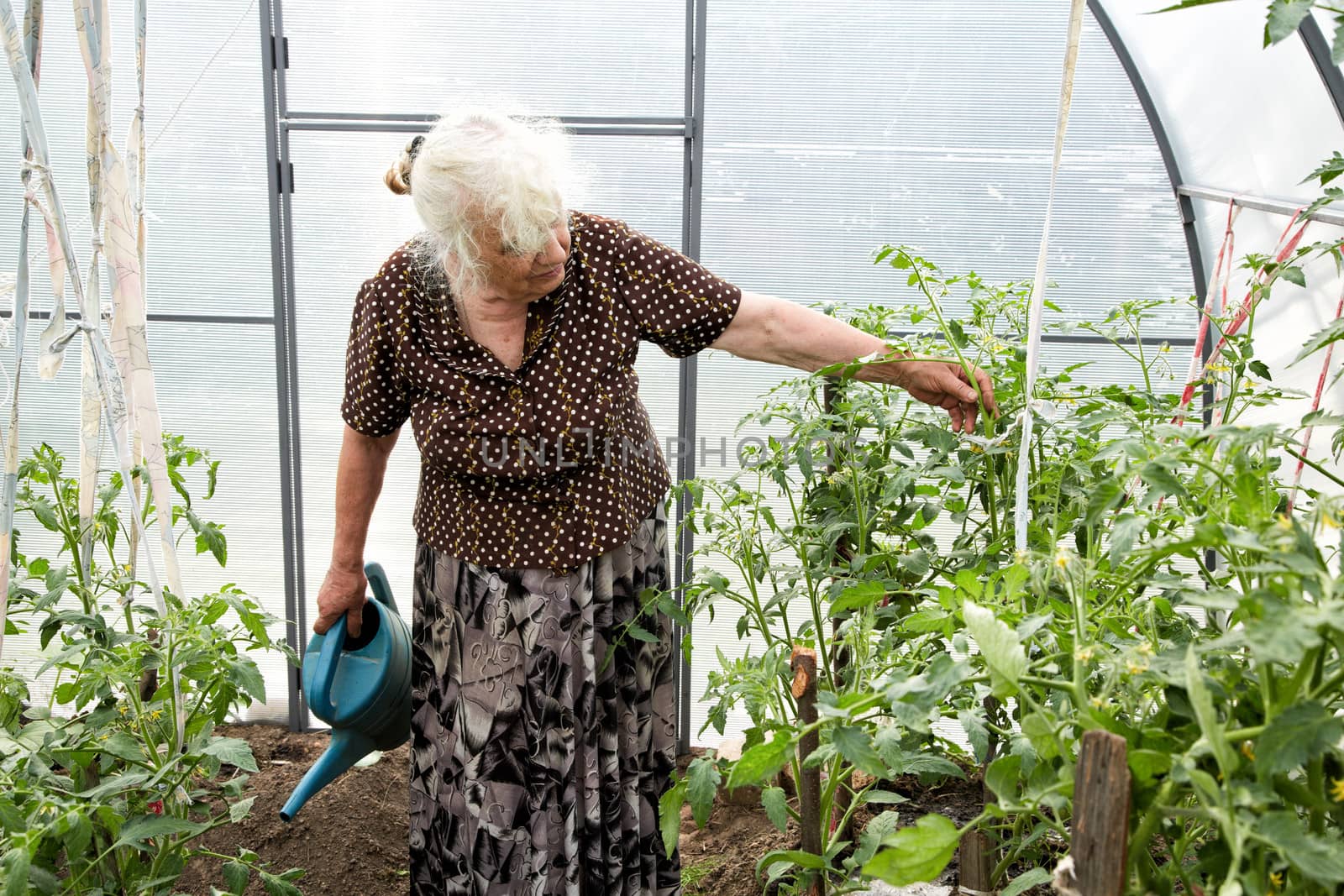 The old woman in a hothouse at bushes of tomatoes