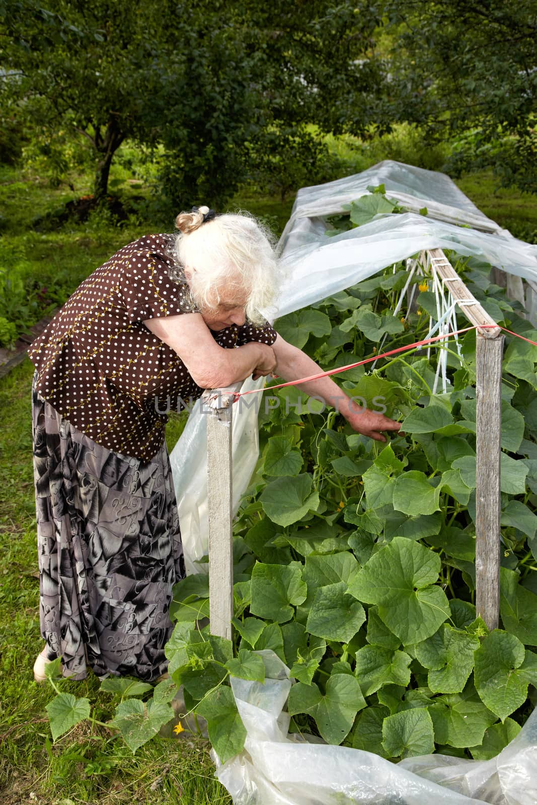 The old woman in a hothouse at bushes of Cucumbers