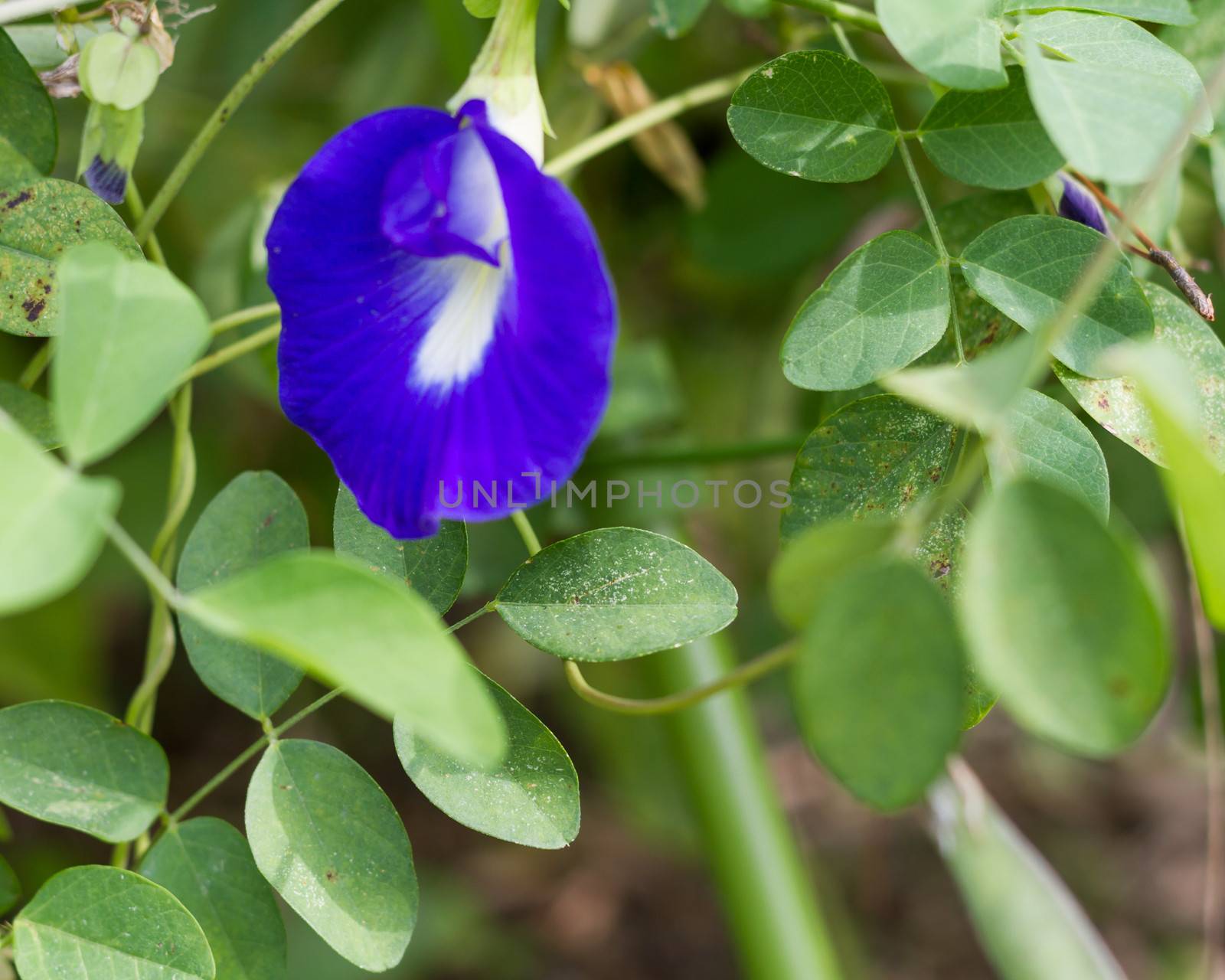 butterfly-pea by imagesbykenny