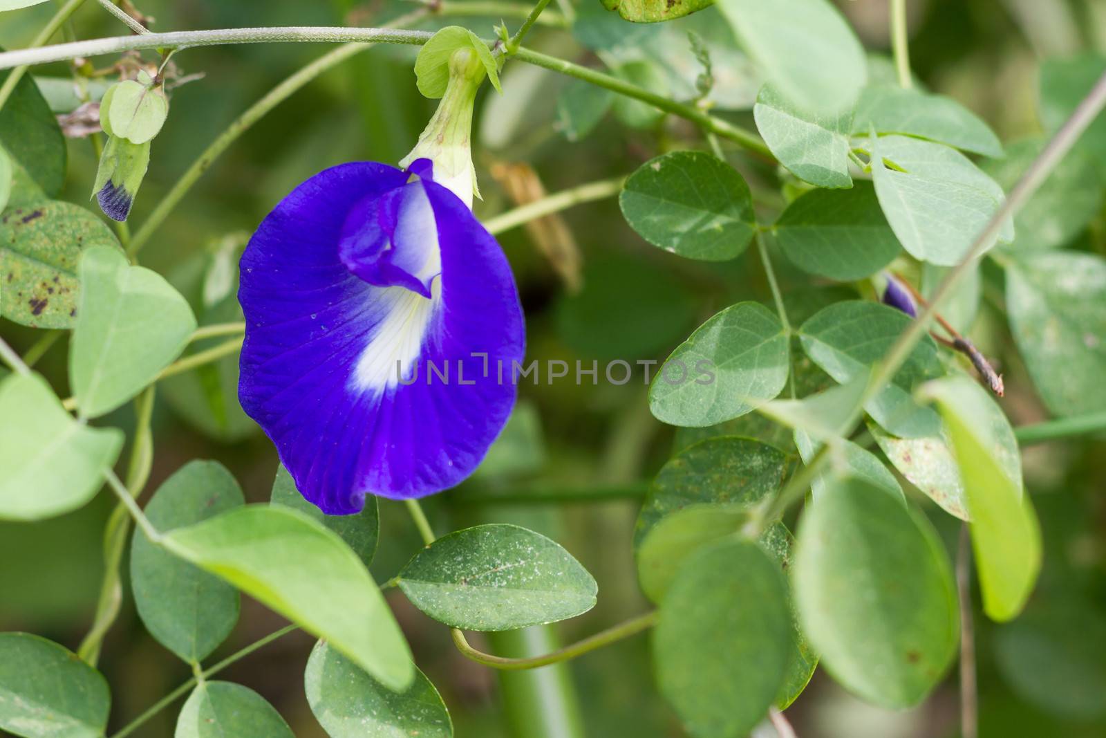 Blue flower butterfly-pea