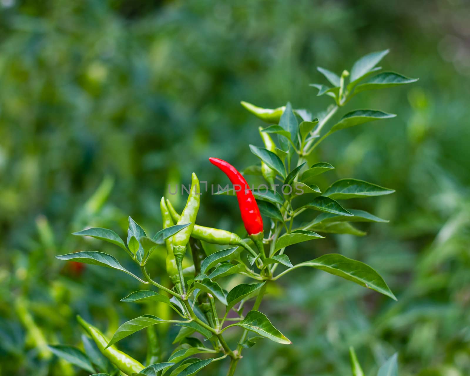 Ripe red chili on stem