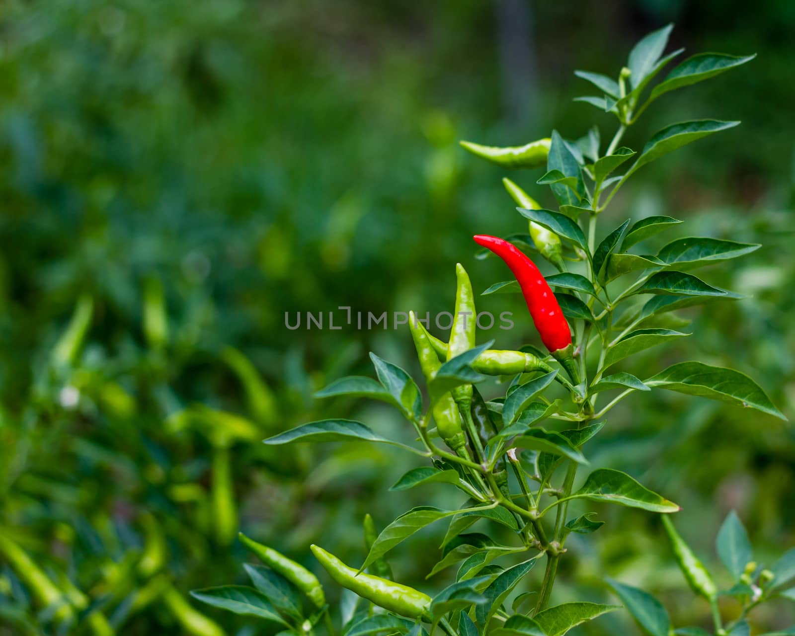 Chili plant by imagesbykenny