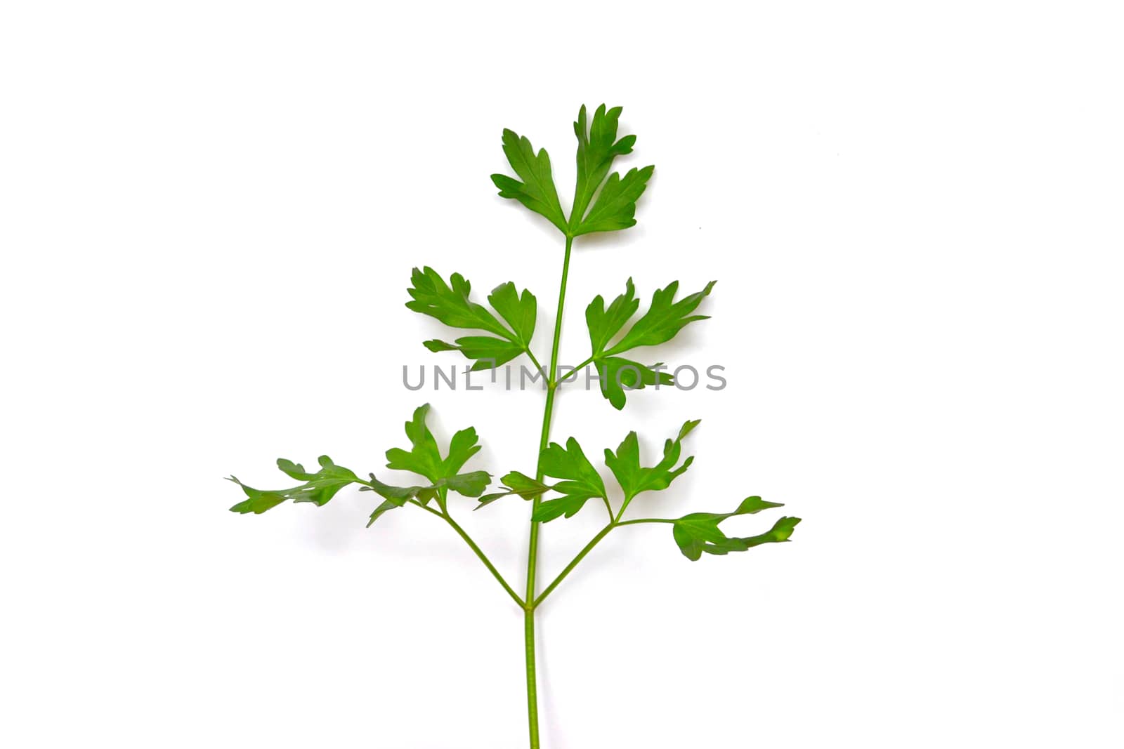 parsley leaf on the white background, isolated