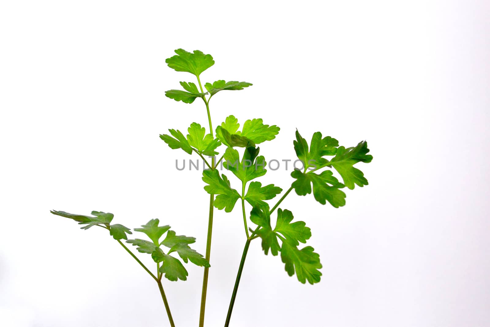 the leaves of parsley isolated on a white background