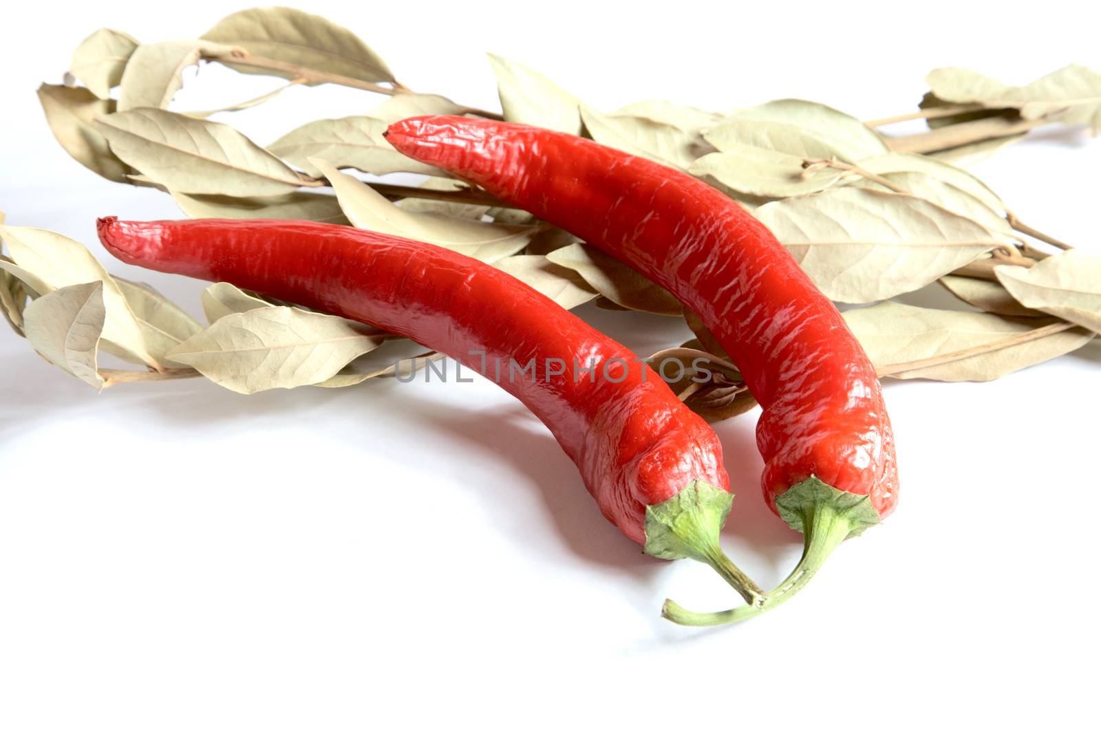 Pods of pepper and bay leaf branch on a white background